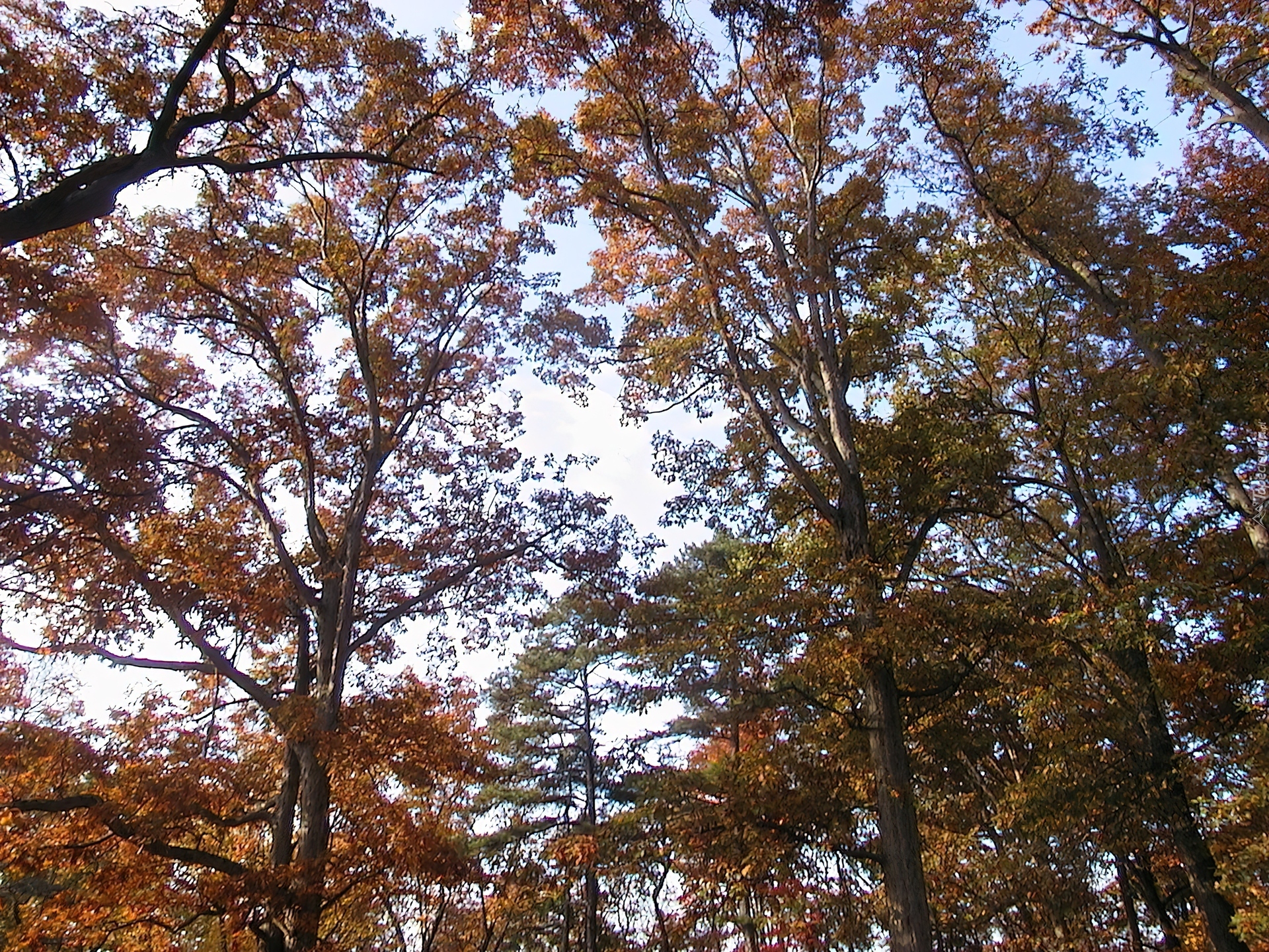 Jesień, Korony, Drzew
