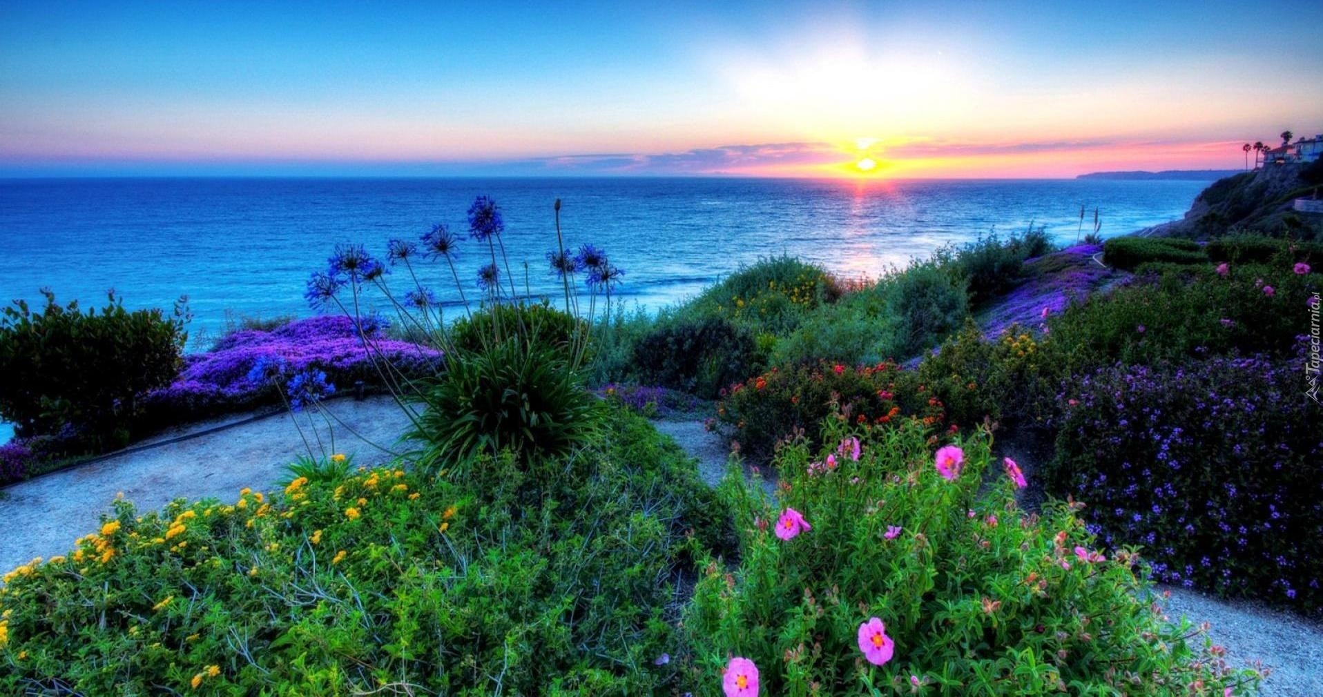 Morze, Zachód Słońca, Kwiaty, Roślinność
