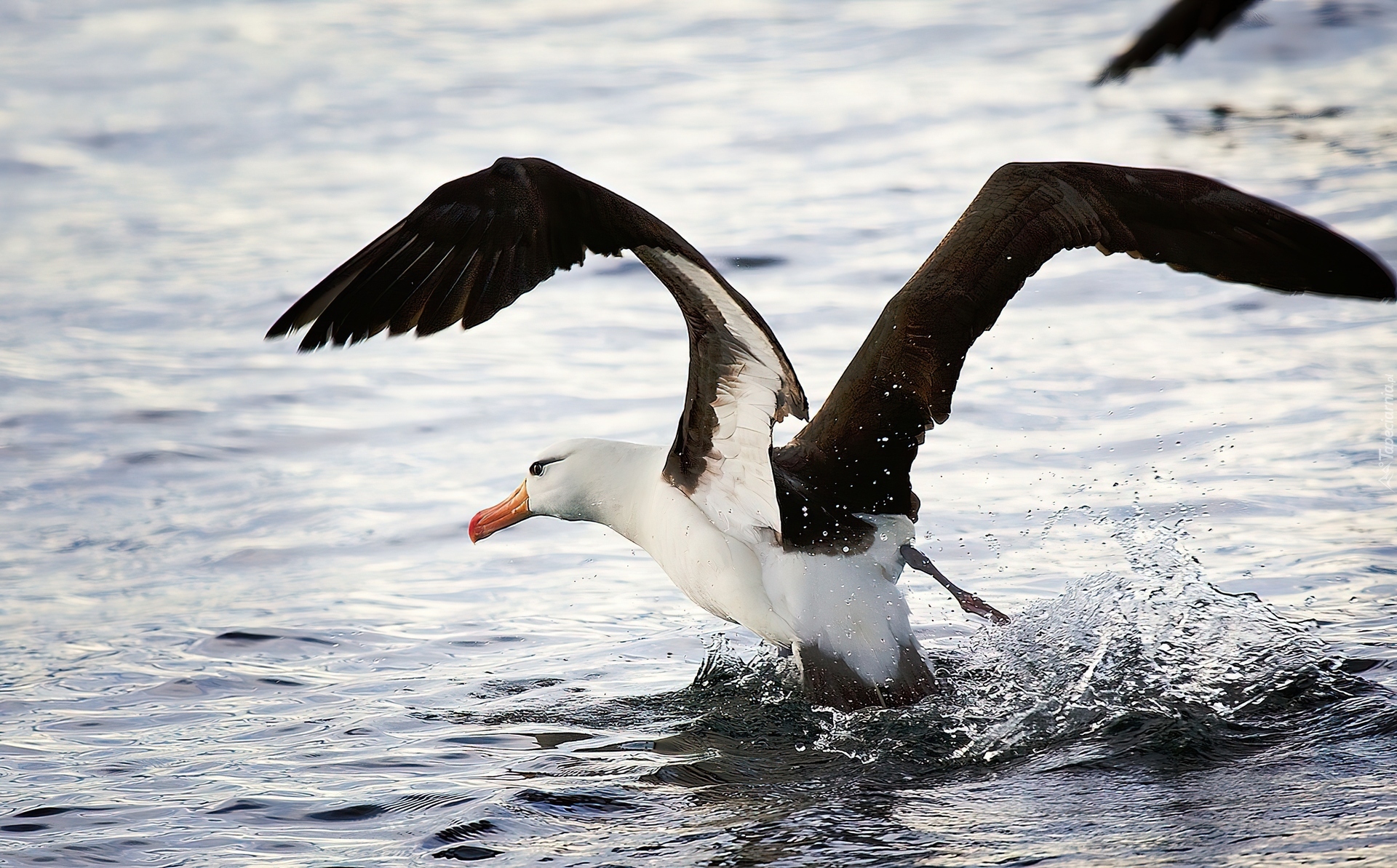 Albatros, Rozłożone, Skrzydła, Woda