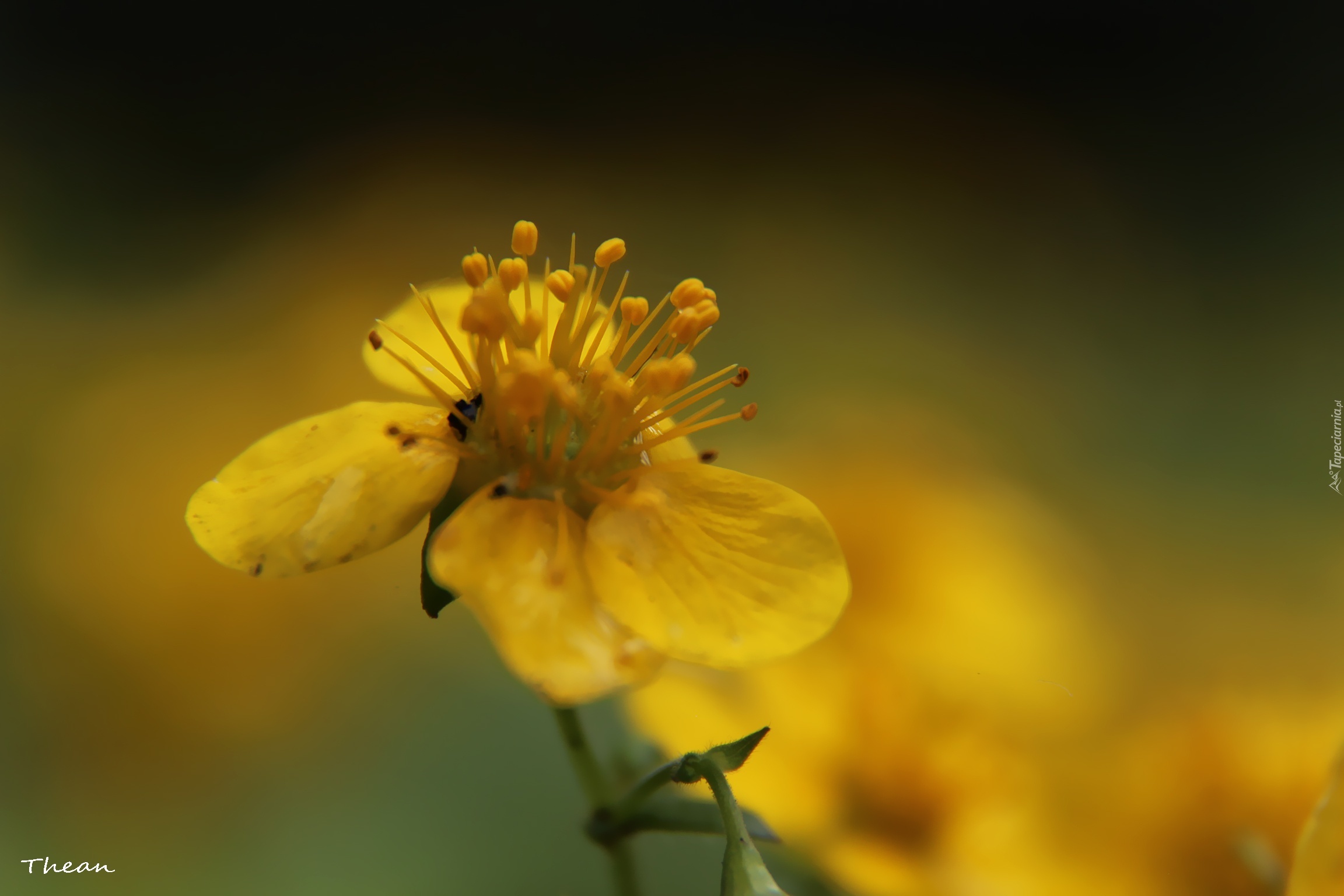 Żółty, Kwiat, Pręciki
