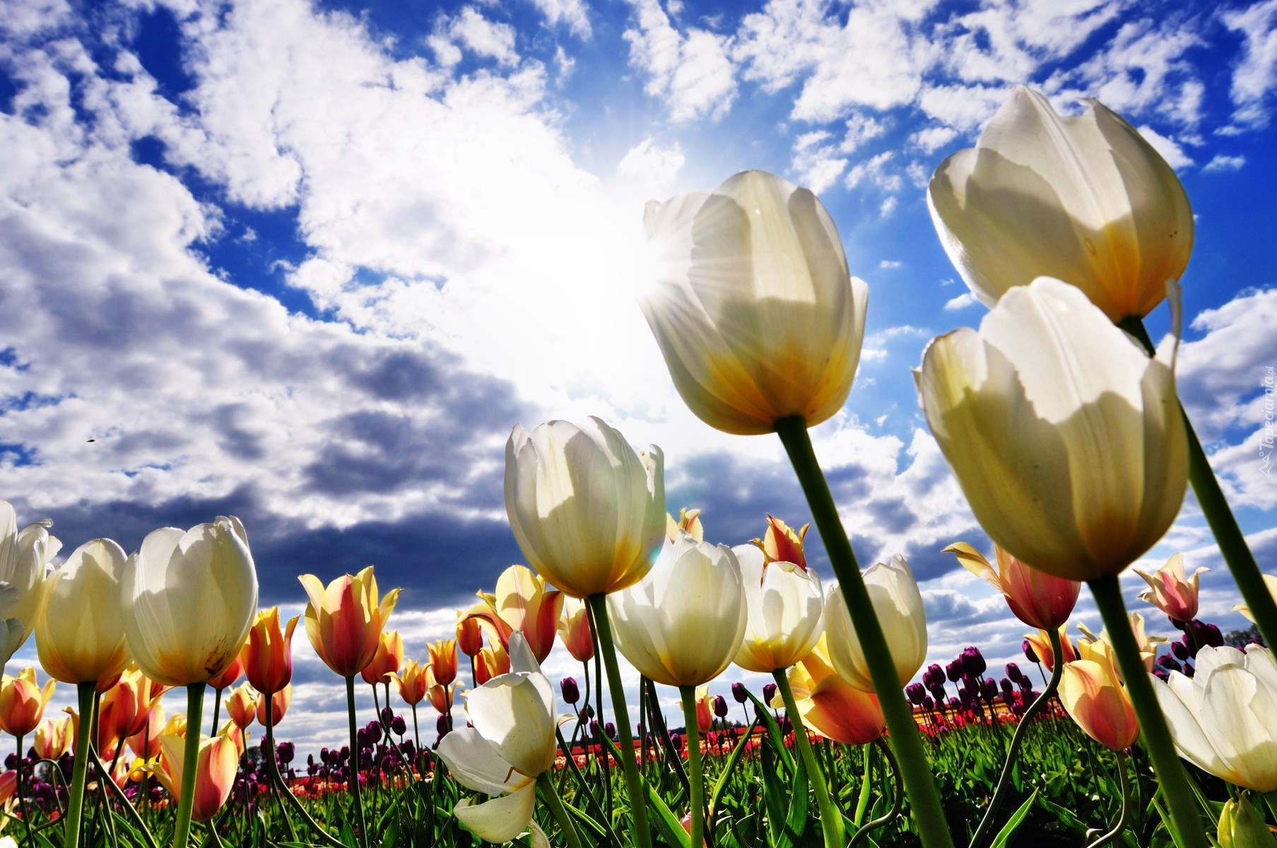 Tulipany, Chmury