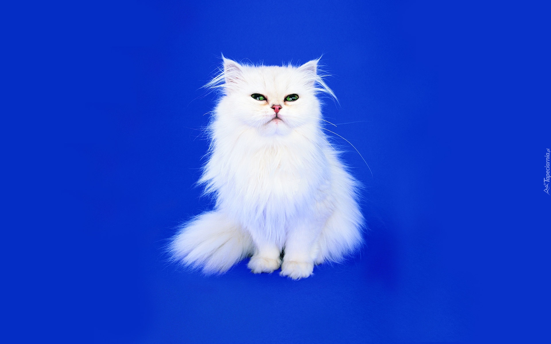Biały, Kotek, Niebieskie, Tło