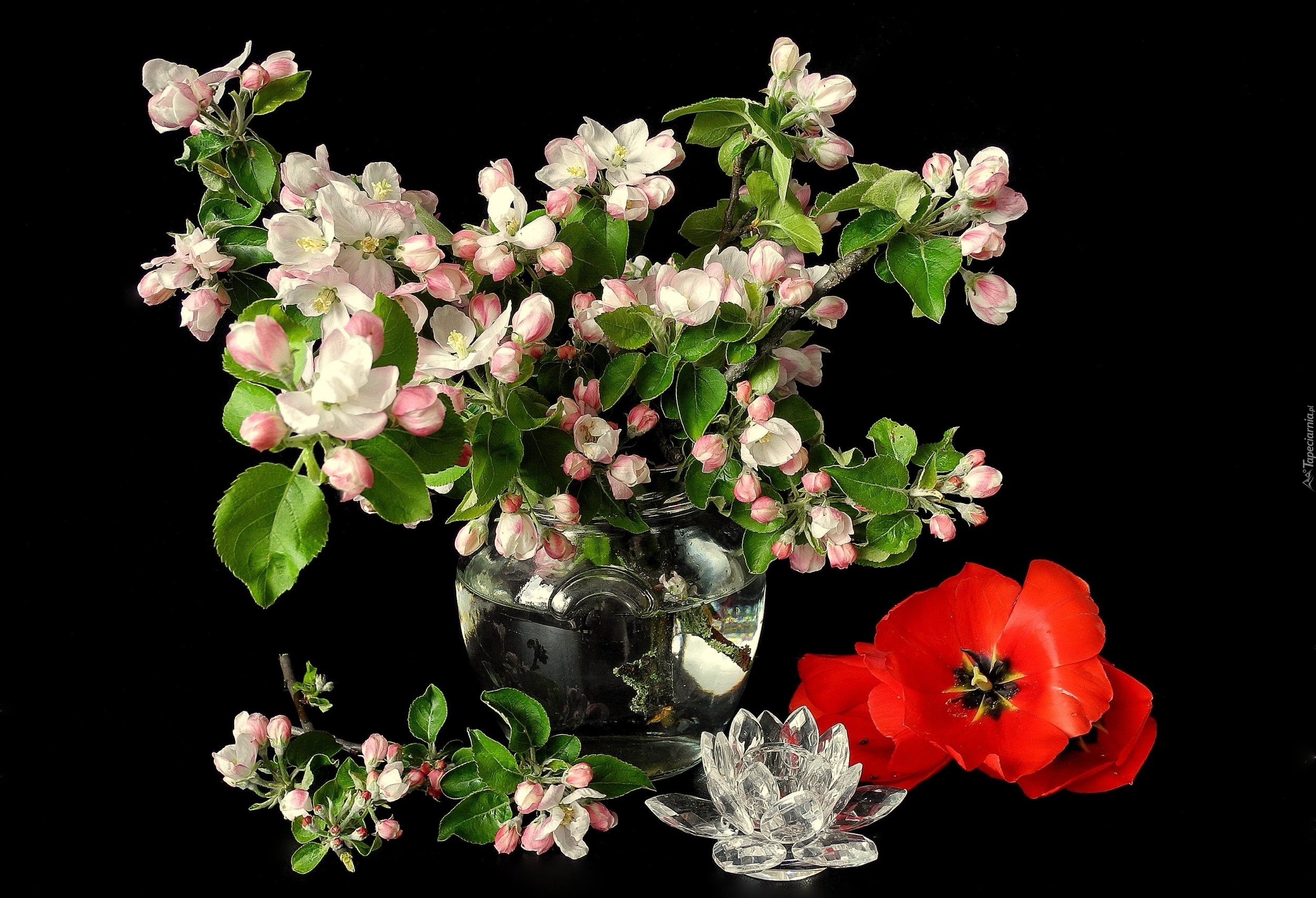 Kwiaty, Kwitnącego, Drzewa, Bukiet, Tulipan
