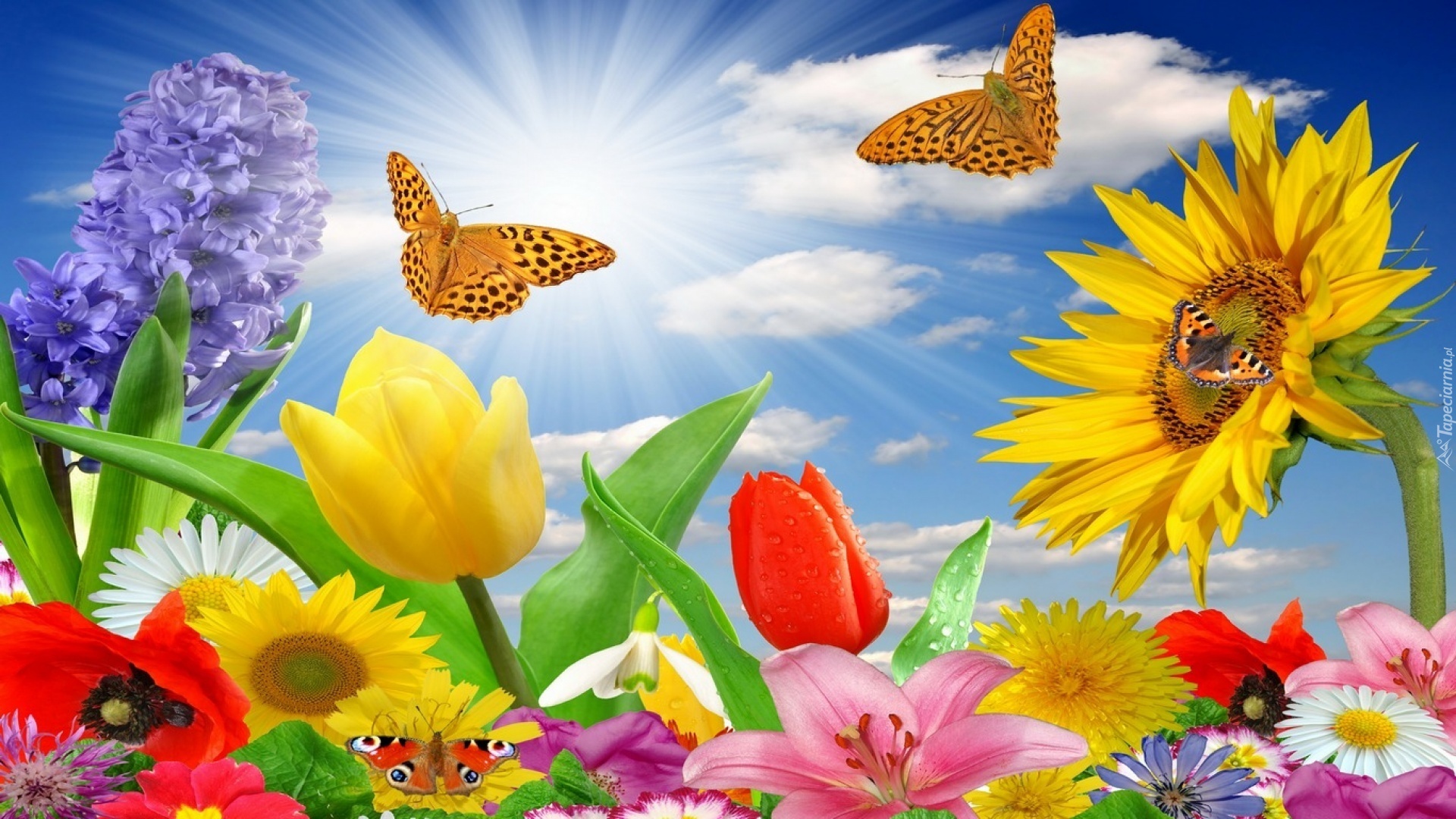 Promienie, Słońca, Kolorowe, Kwiaty, Motyle