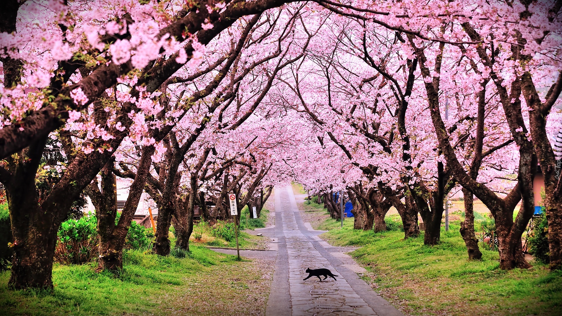 Droga, Kwitnące, Drzewa, Kot, Wiosna