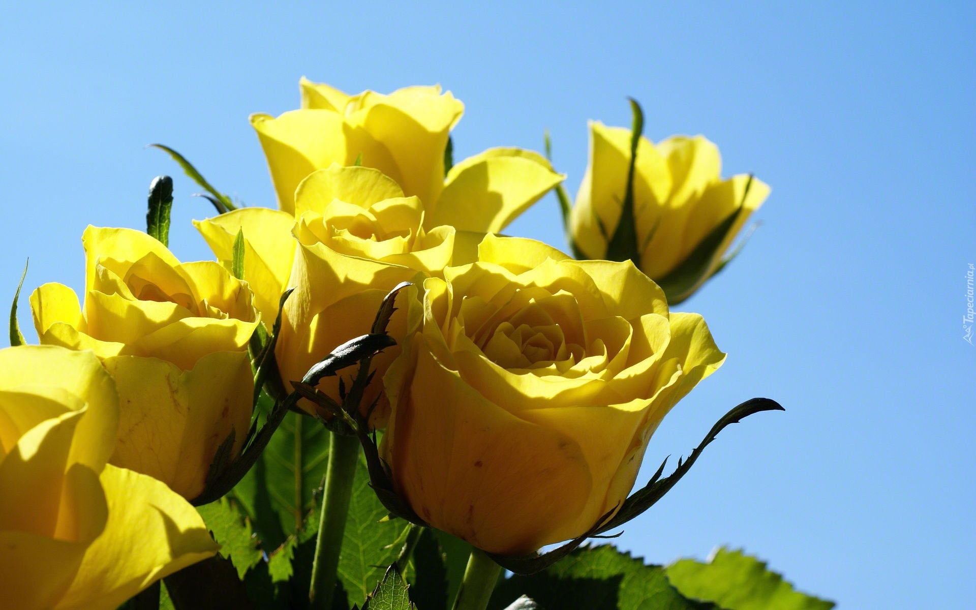 Żółte, Róże, Listki