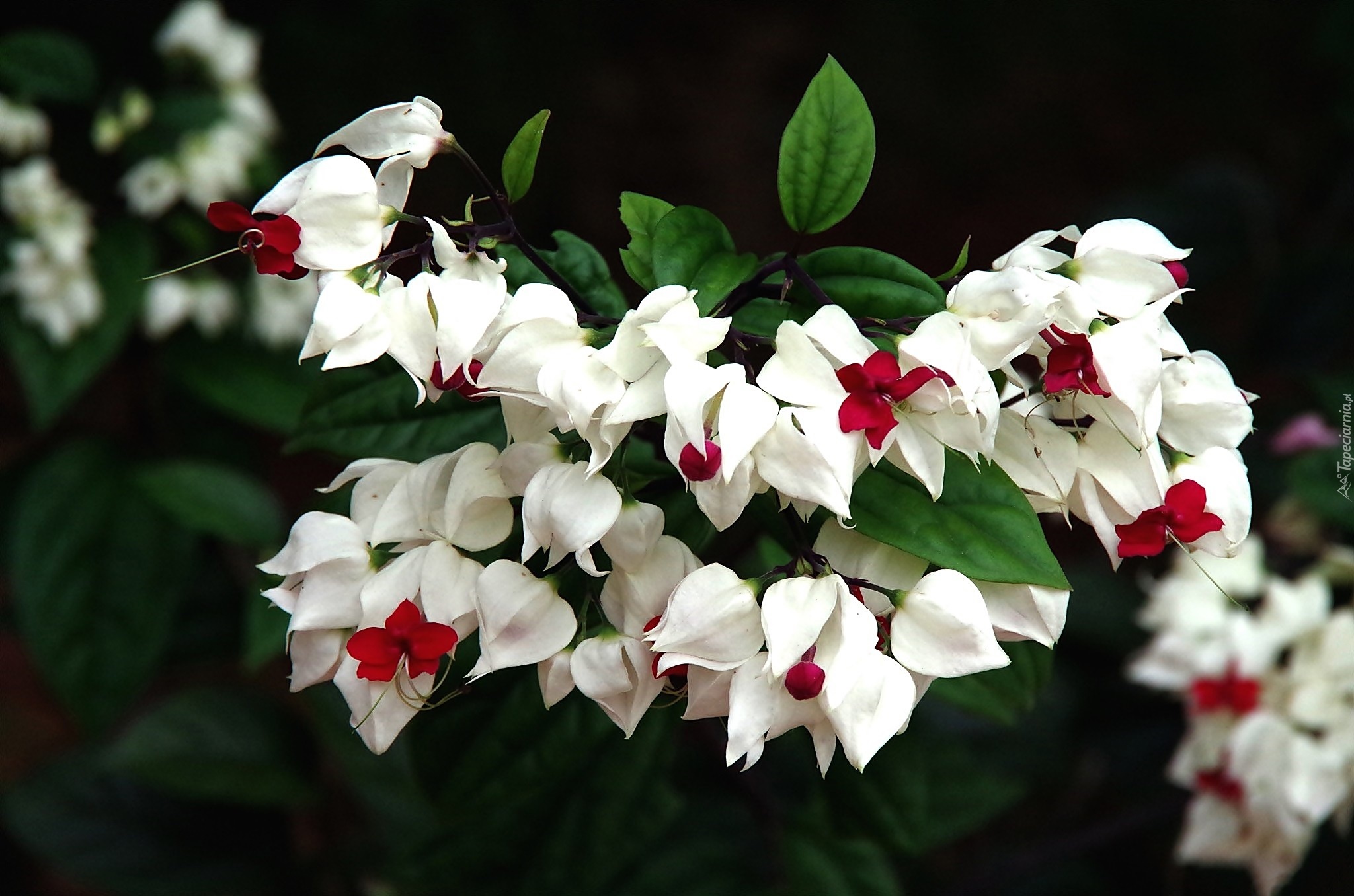 Białe, Kwiaty, Klerodendrum