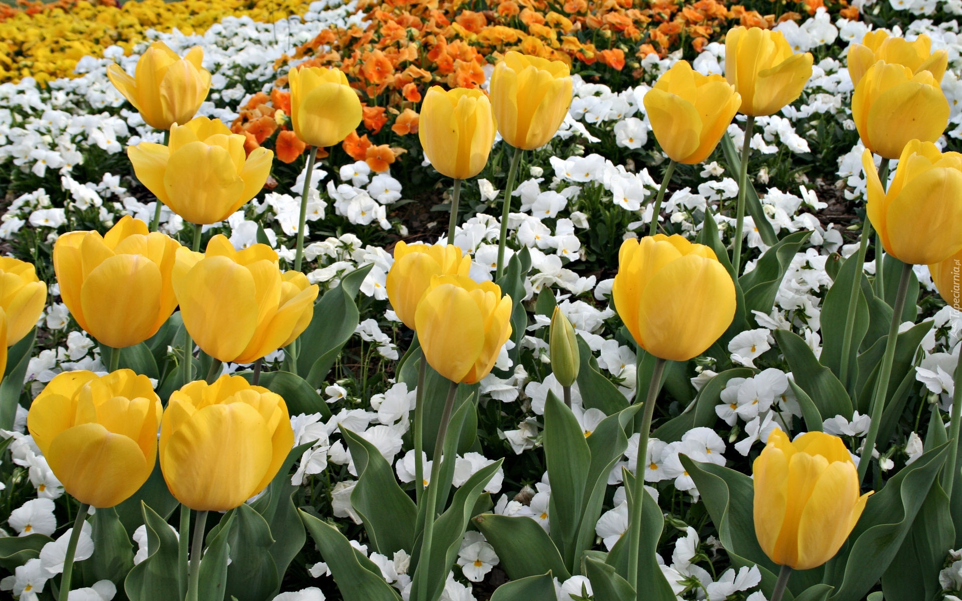 Żółte, Tulipany, Białe, Kwiatki