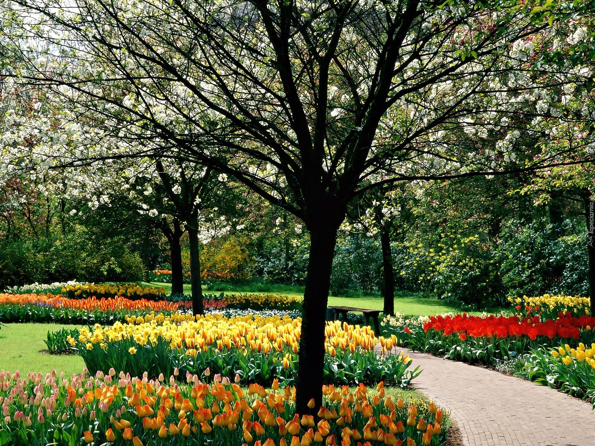 Wiosenny, Park, Kwitnące, Drzewa, Kolorowe, Tulipany