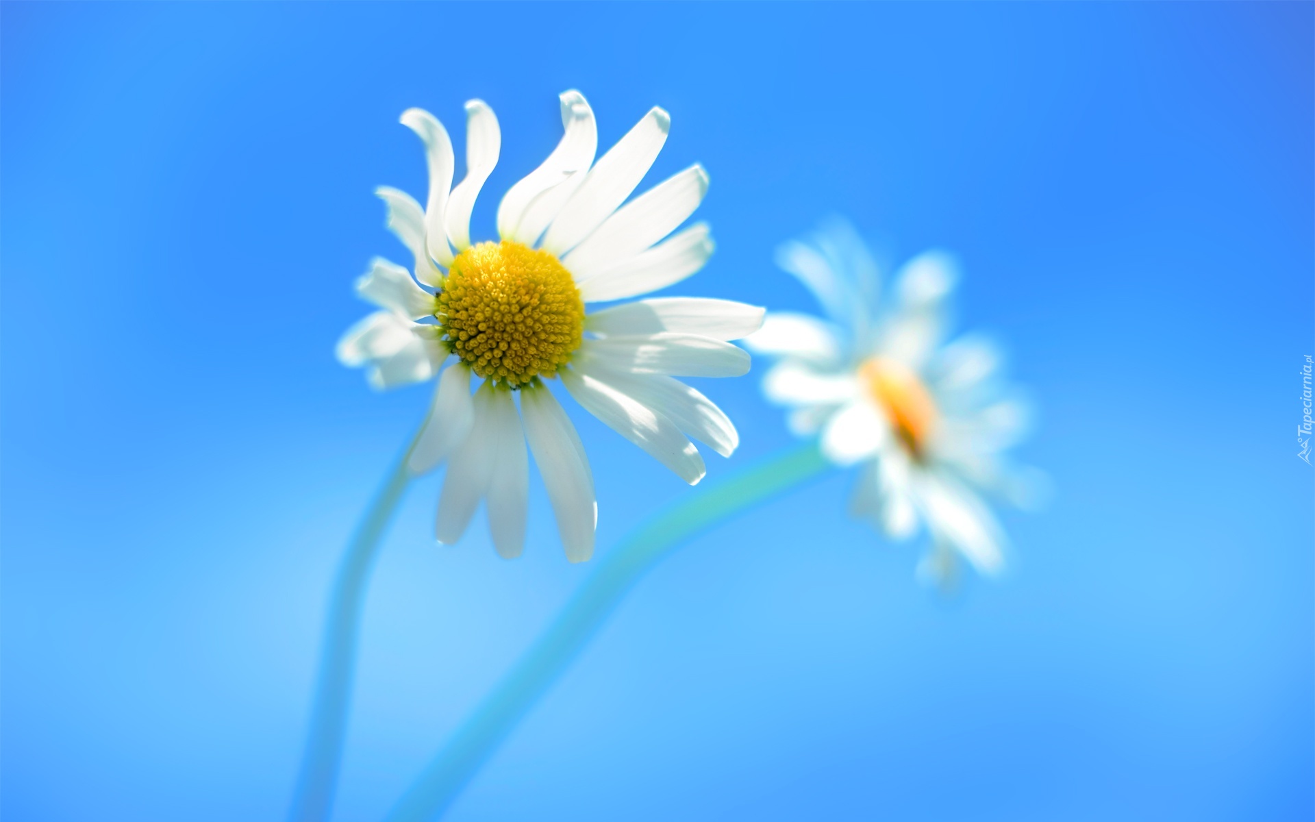Pin Tło Niebieskie Kwiatki on Pinterest