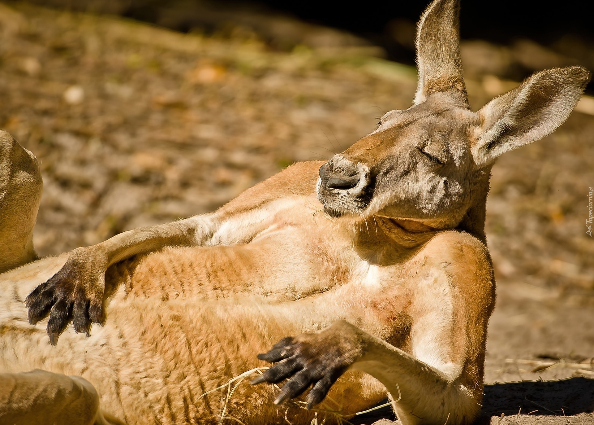 Odpoczywający, Kangur