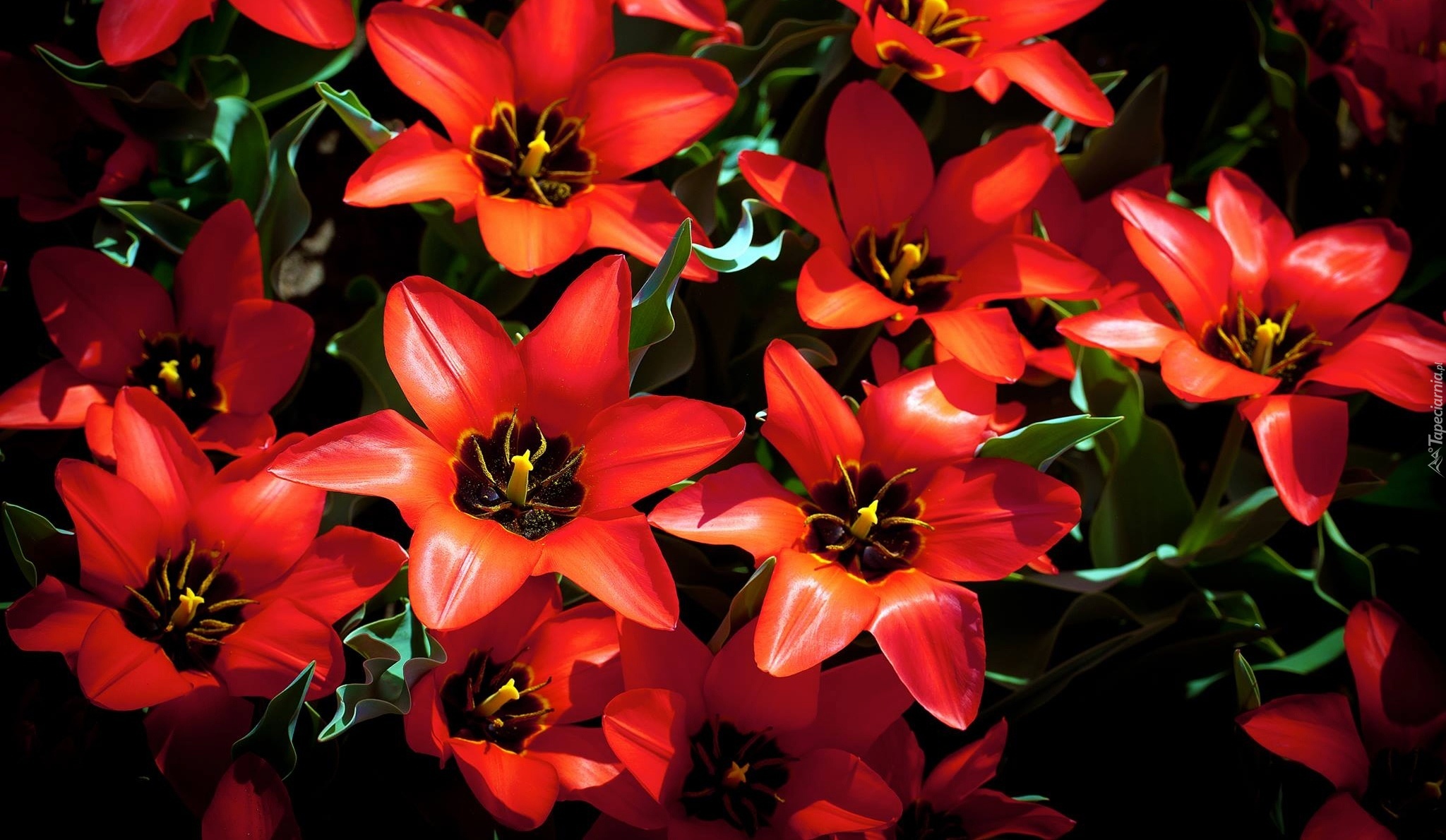 Czerwone, Rozkwitnięte, Tulipany