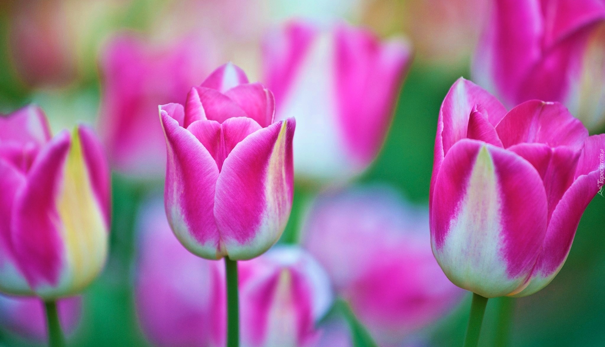 Różowo, Białe, Tulipany