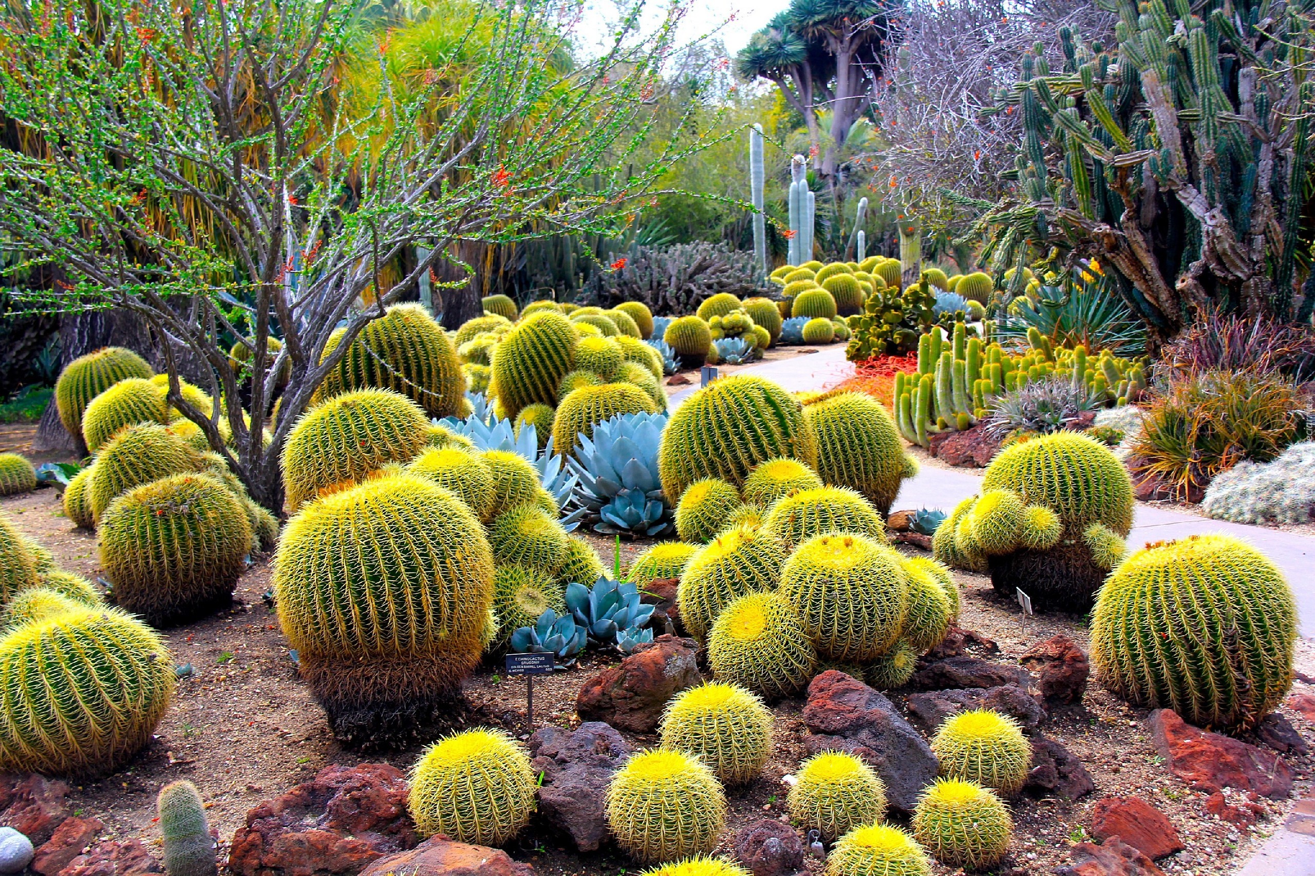 Ogród, Botaniczny, Kaktusy