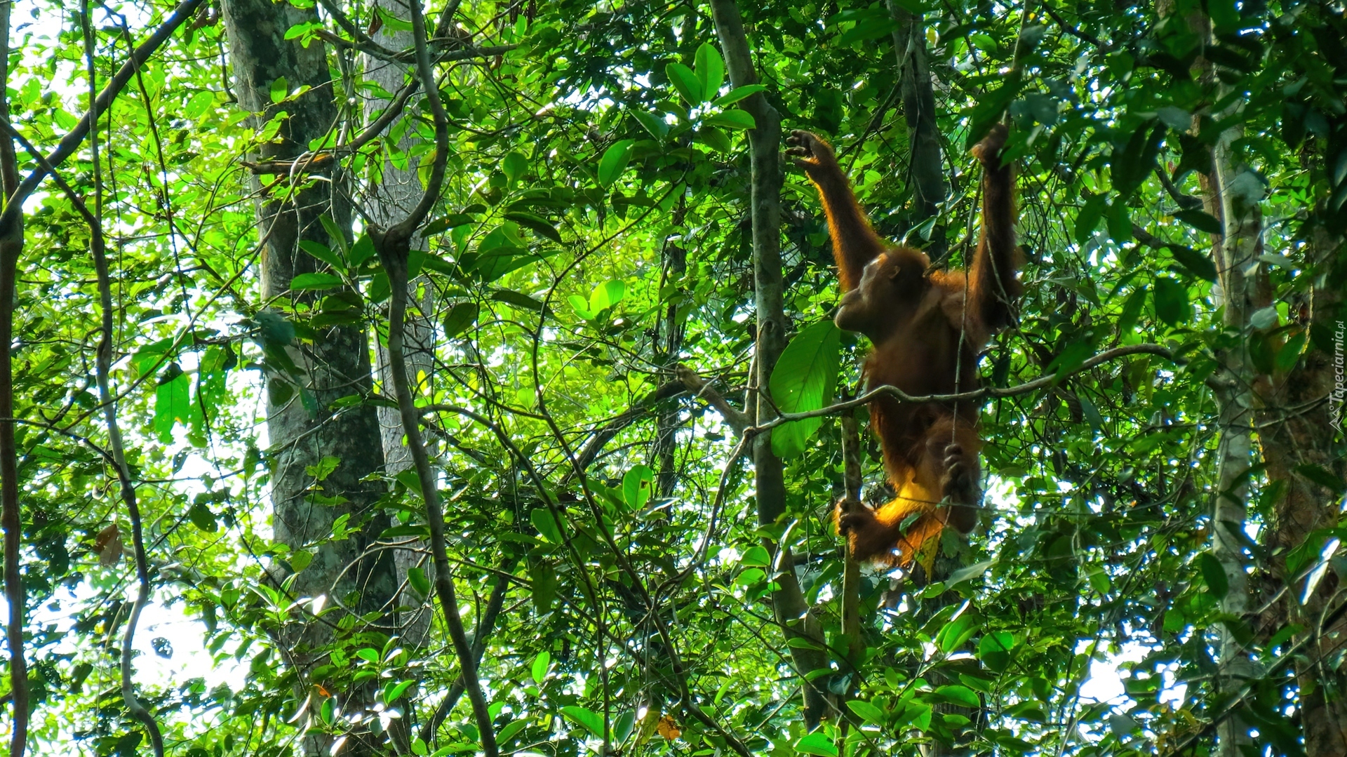Orangutan, Las, Tropikalny, Borneo