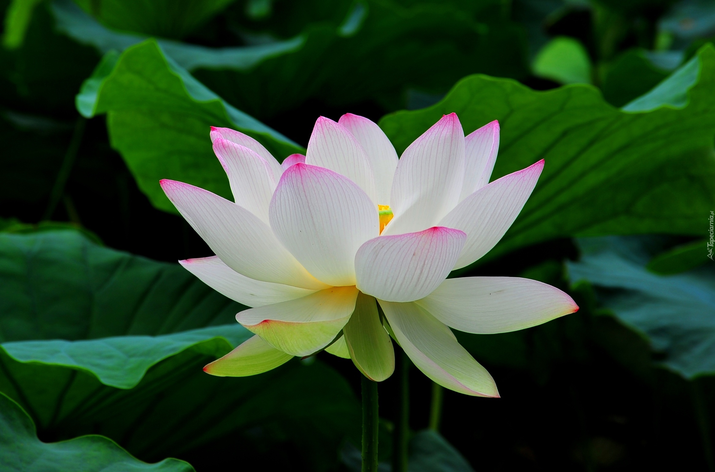 Biały, Kwiat, Lotosu