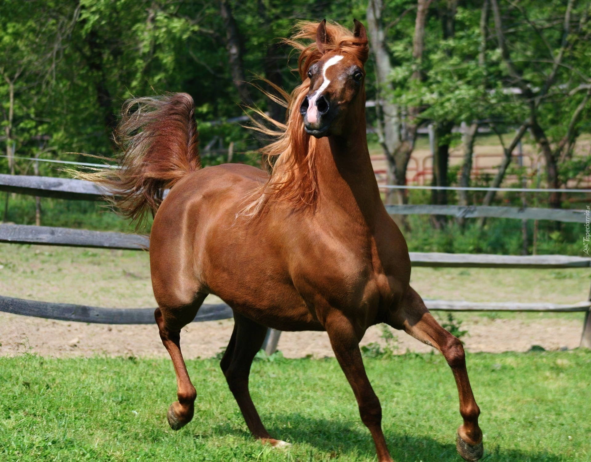Piękny, Koń, Arabski