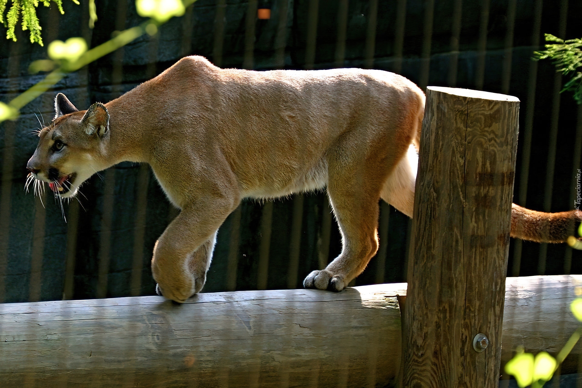 Puma, Zoo