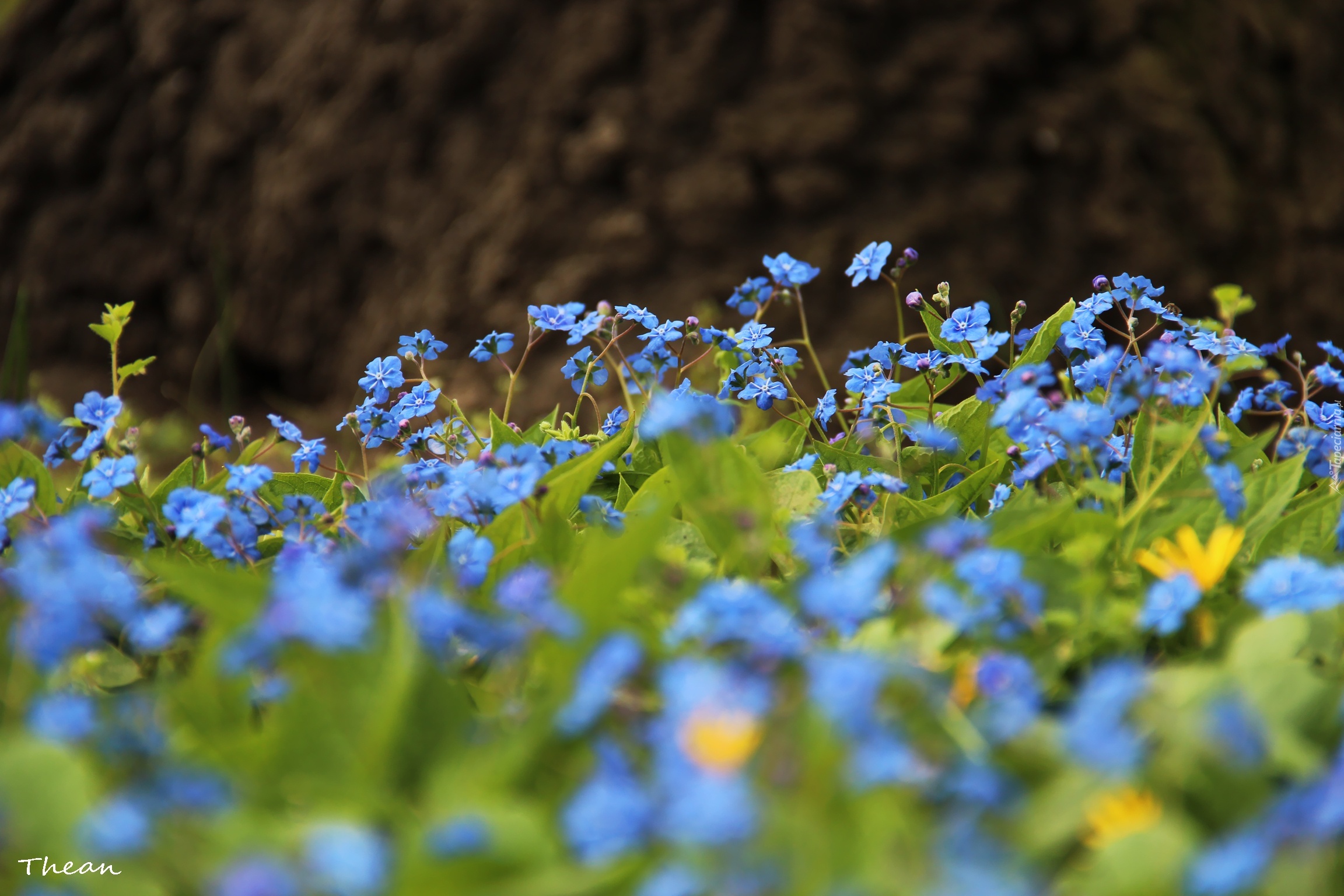 Ułudka Wiosenna, Niebieskie, Kwiatki