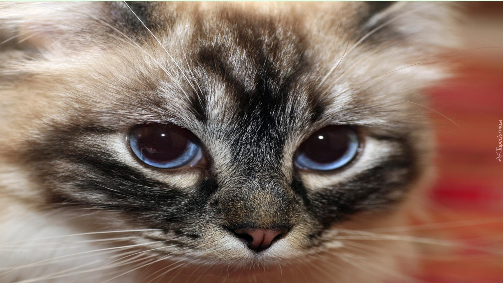 Kociak, Niebieskie, Oczy
