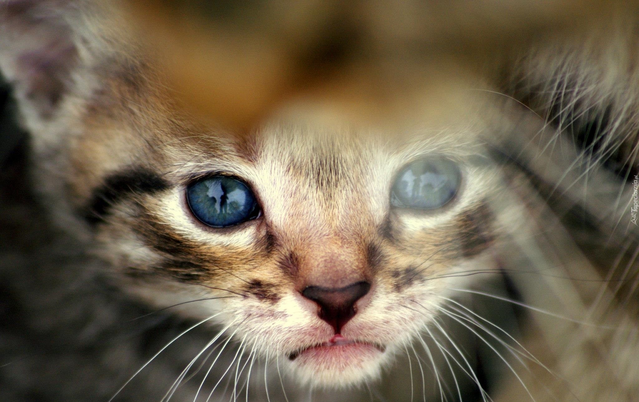 Kot, Błękitne, Oczy
