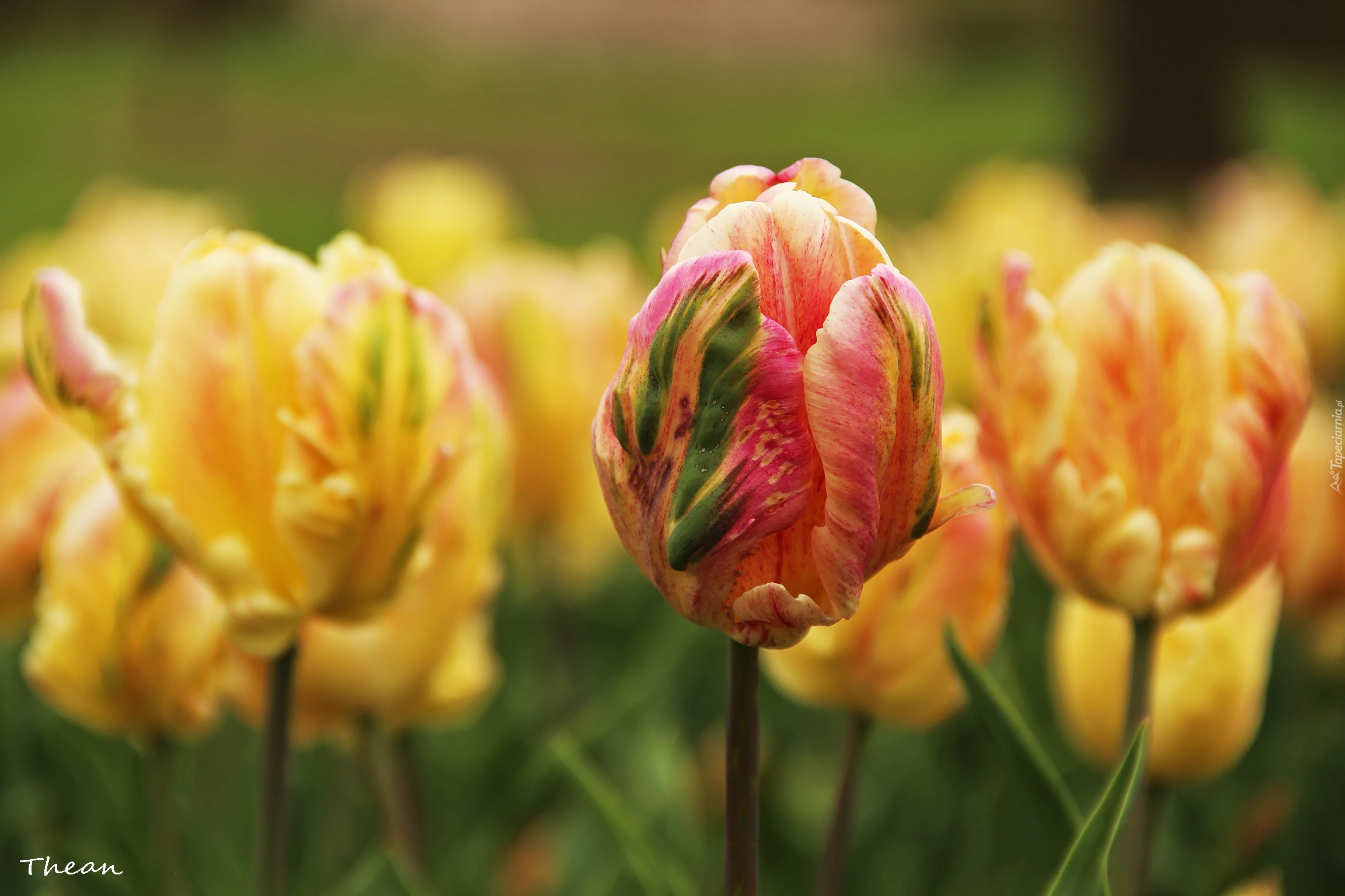 Tulipany, Postrzępione, Płatki