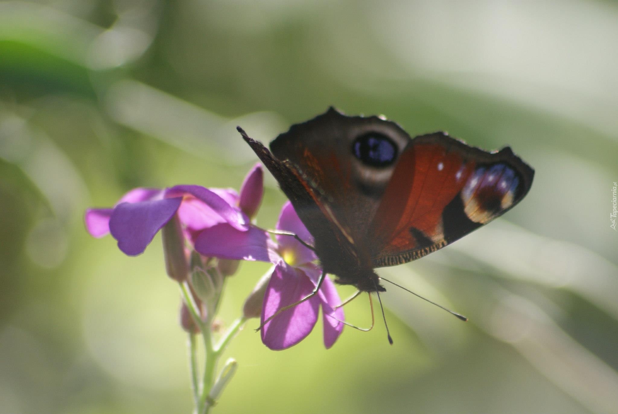 Motyl, Rusałka pawik, Fioletowy, Kwiat