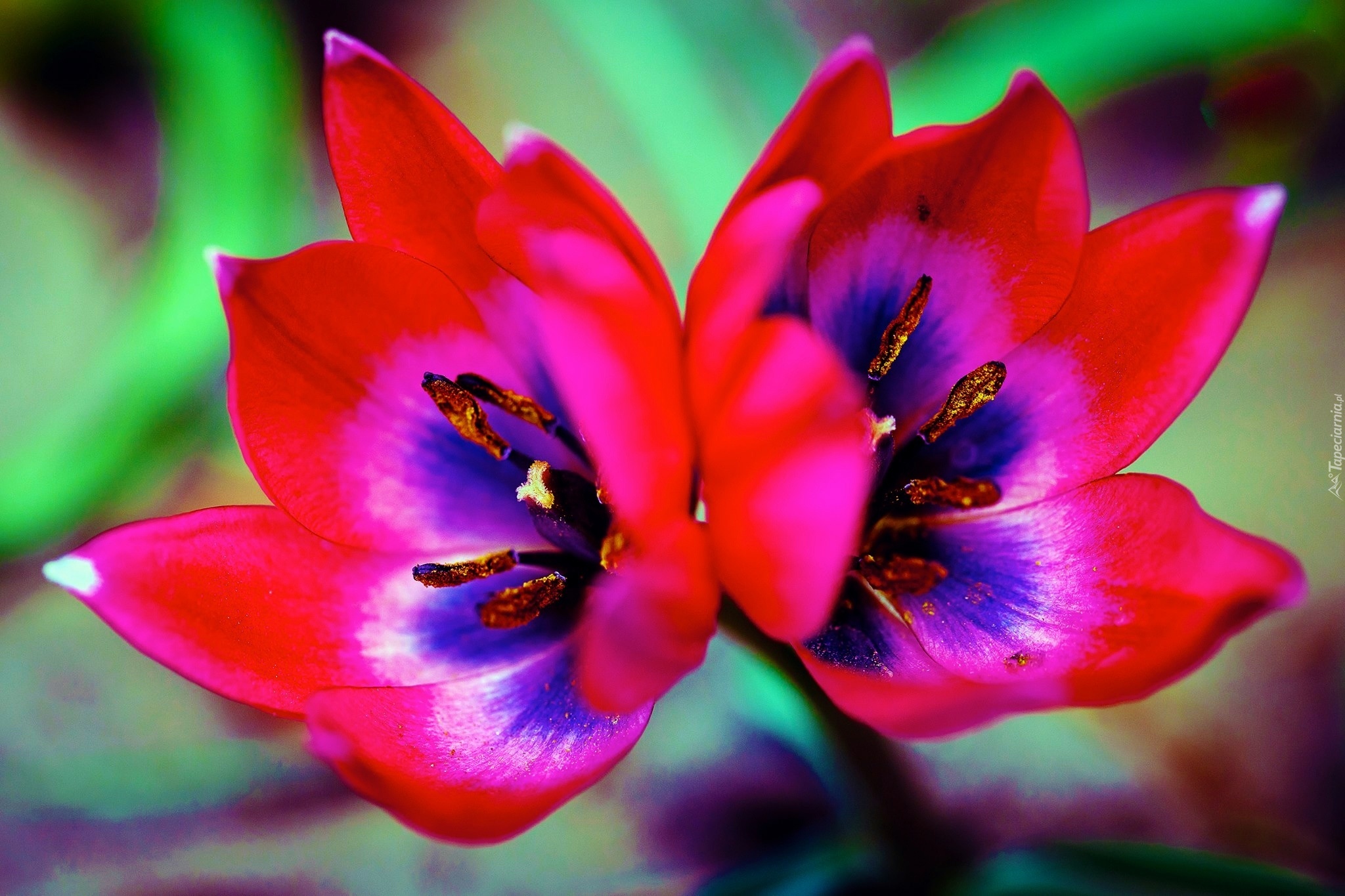Podwójny, Kwiat, Tulipan, Pręciki