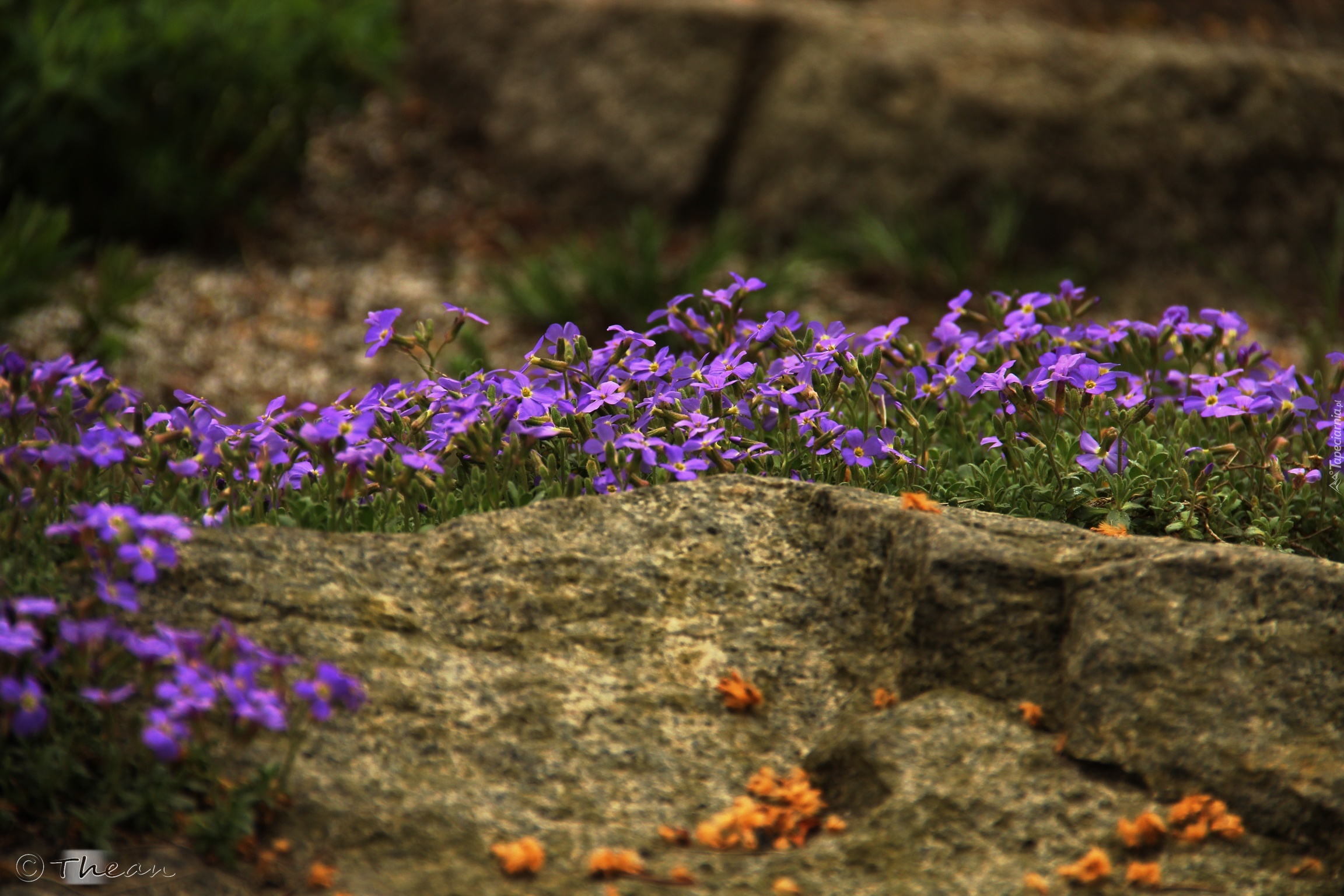 Fioletowe, Kwiaty, Kamienie