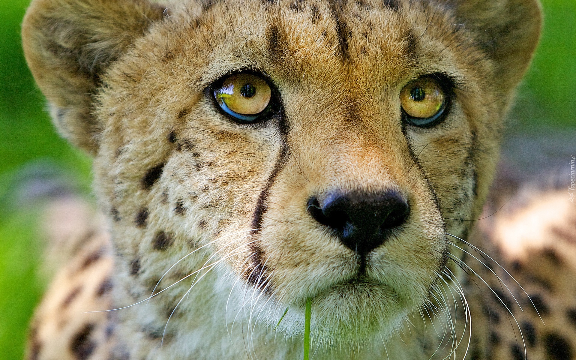 Gepard, Portret