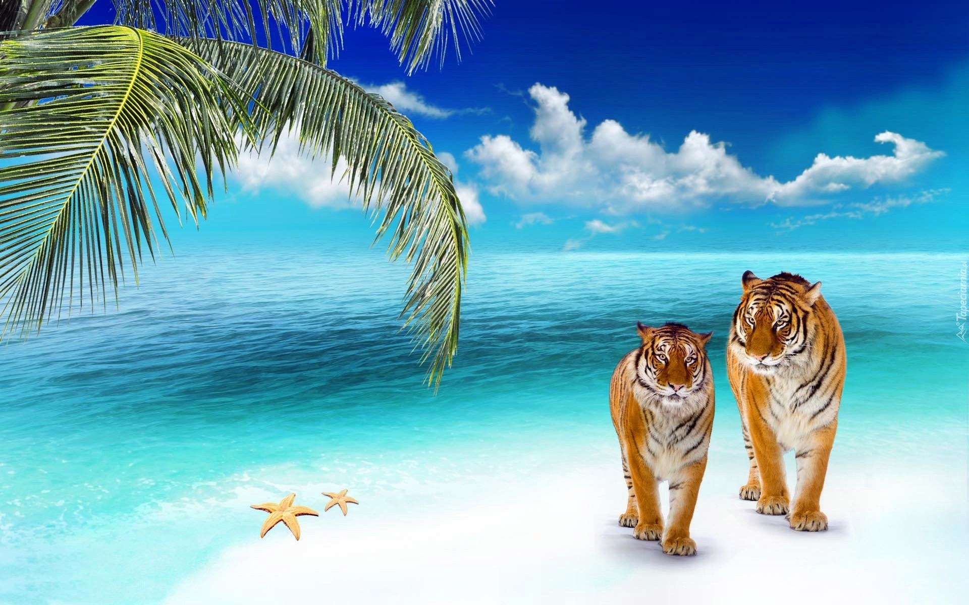 Ocean, Plaża, Palma, Tygrysy