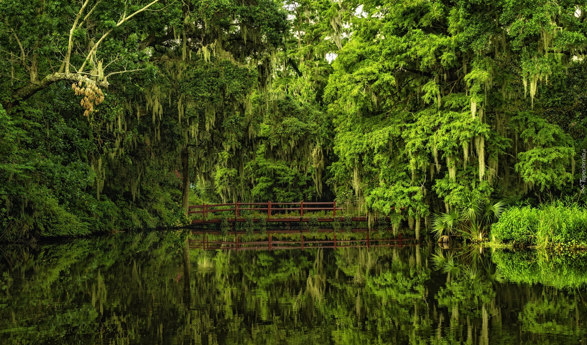 Ogród Botaniczny, Południowa Karolina, Most, Staw, Drzewa