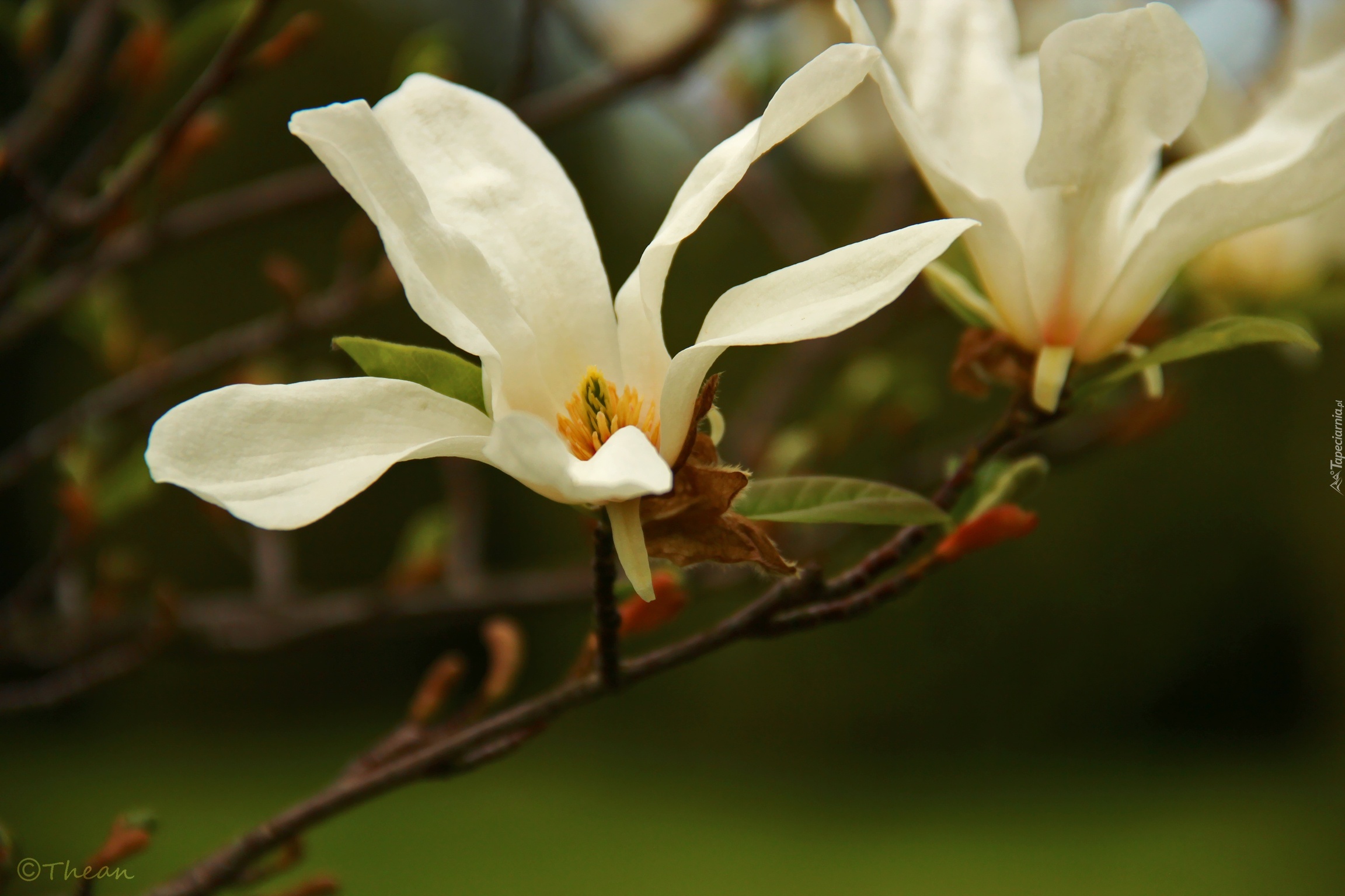 Magnolia, Japońska, Biały, Kwiat