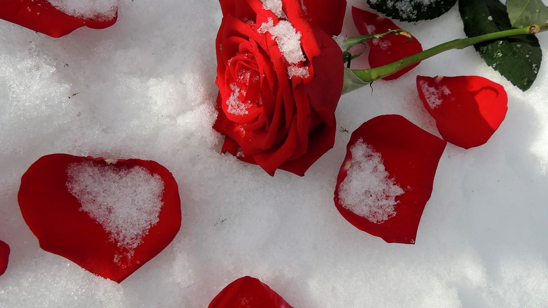 Róża, Płatki, Kształt, Serca, Liście, Śnieg