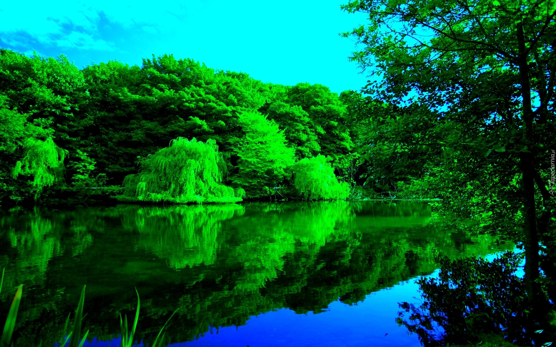 Rzeka, Zielone, Drzewa