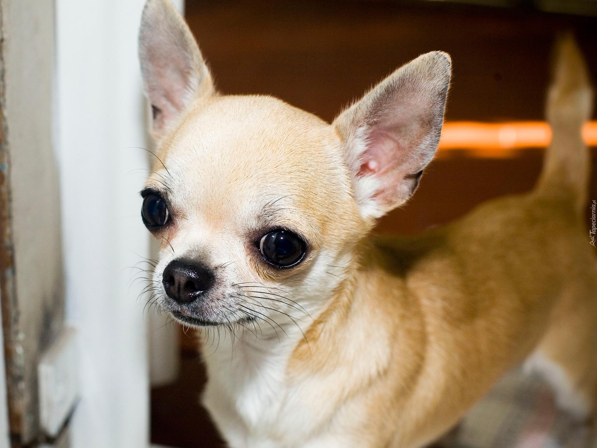 Szczeniak, Chihuahua