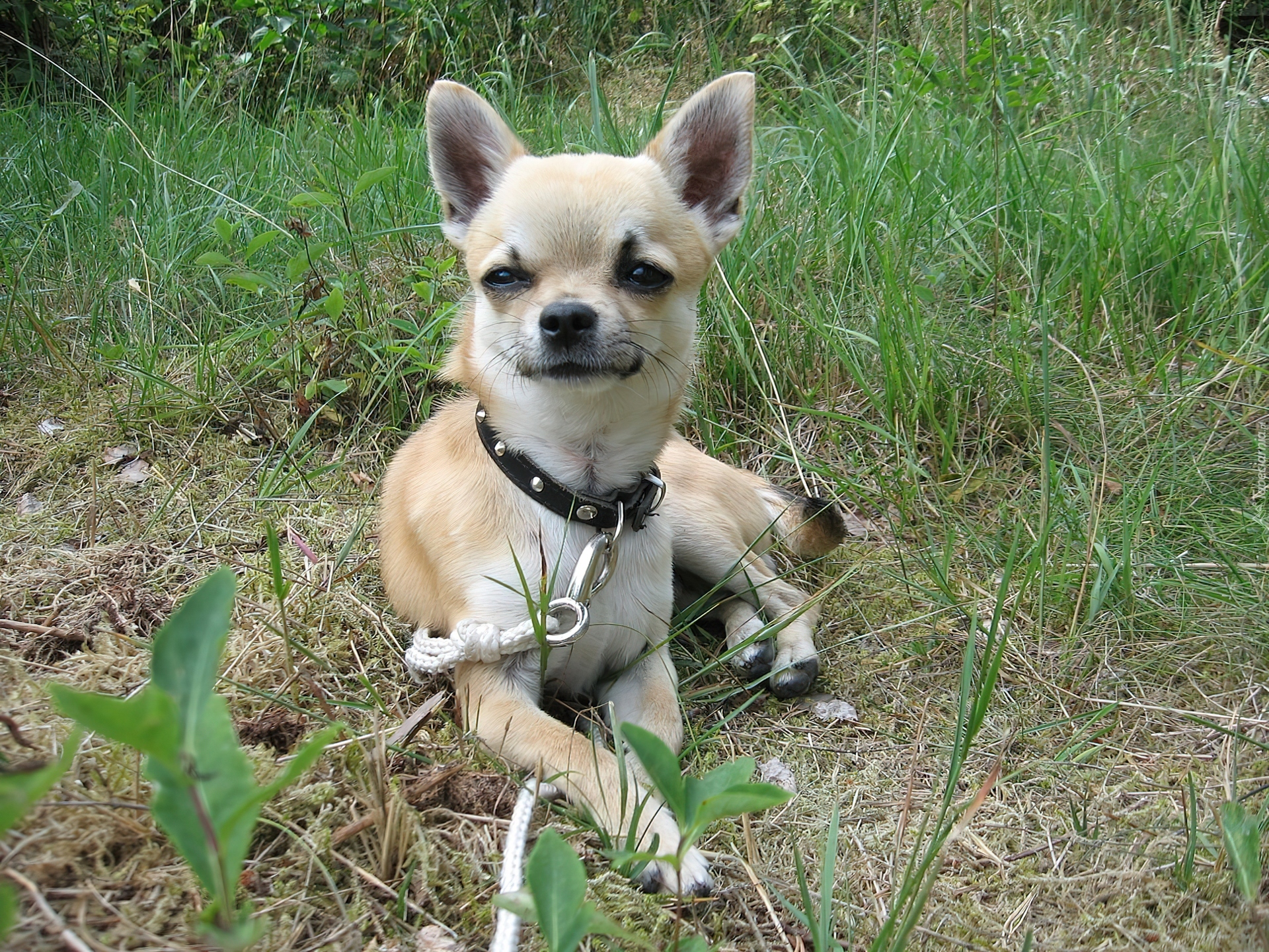 Chihuahua, Obroża, Trawa