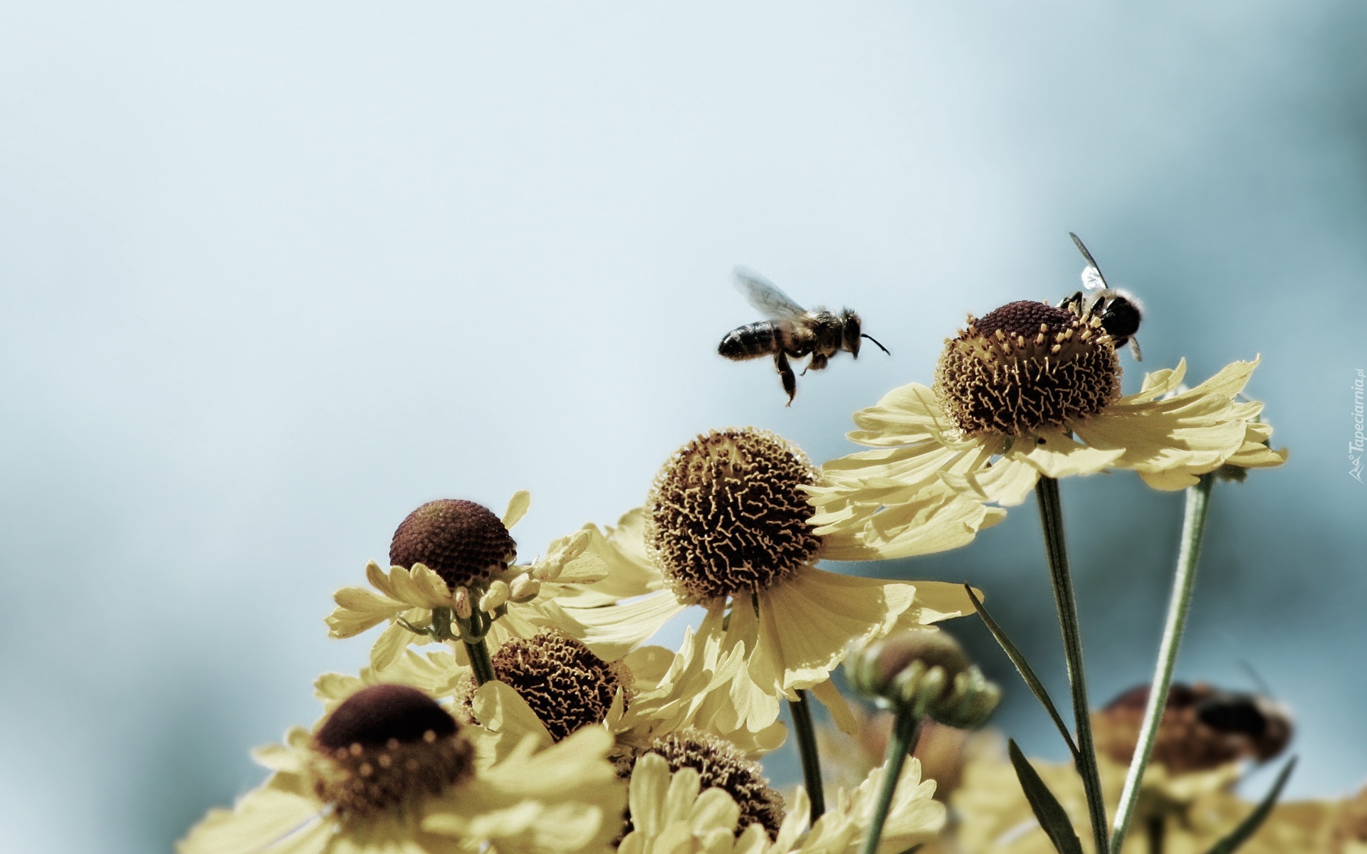 Piękny, Kwiat, Pszczoła