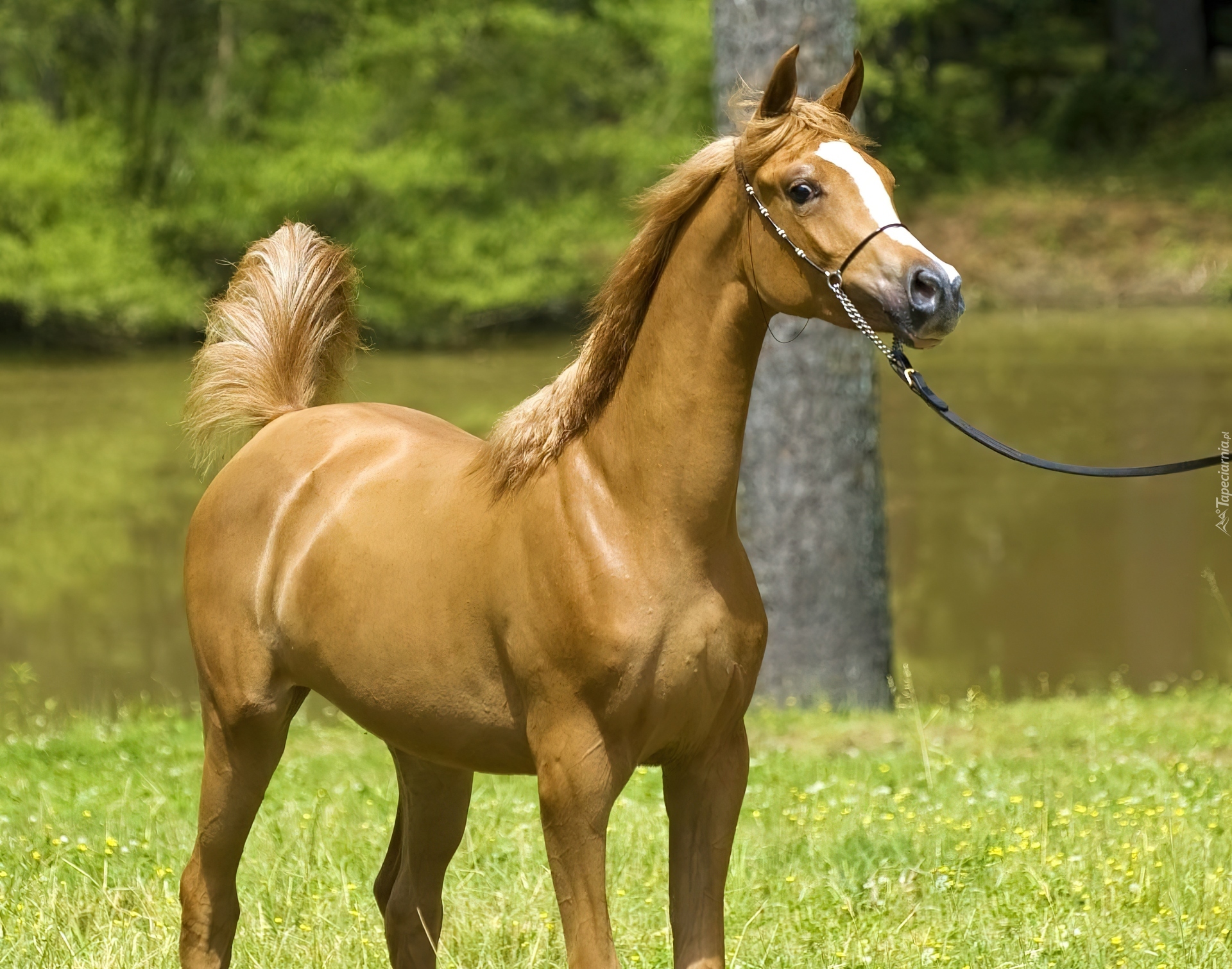 Koń, Arab, Natura