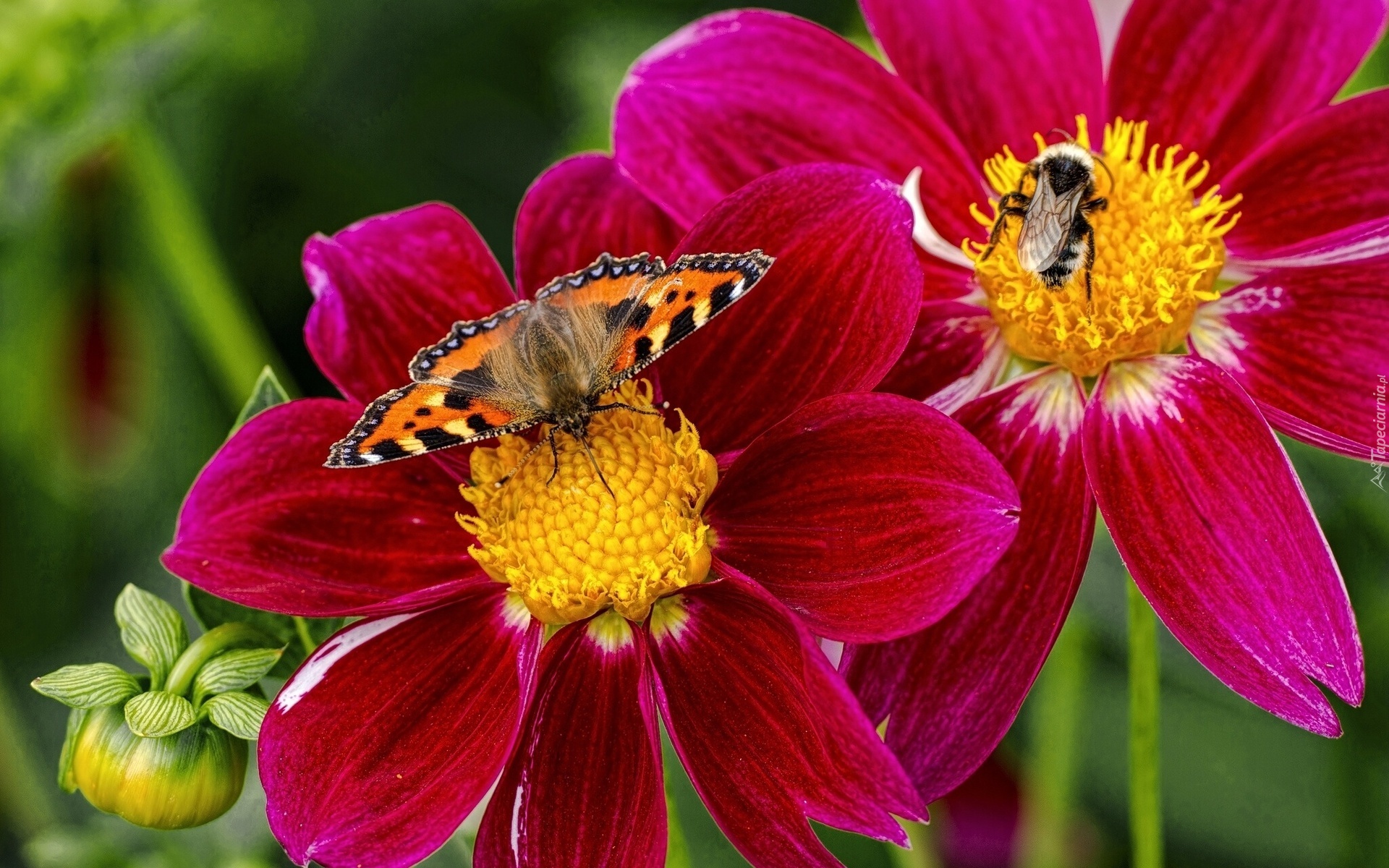 Egzotyczny, Kwiat, Motyl, Rusałka pokrzywnik, Trzmiel