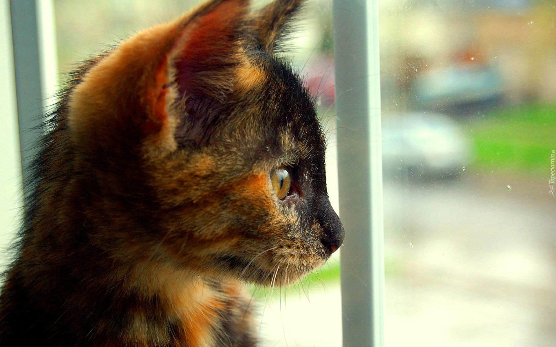 Kot, Okno, Obserwacja