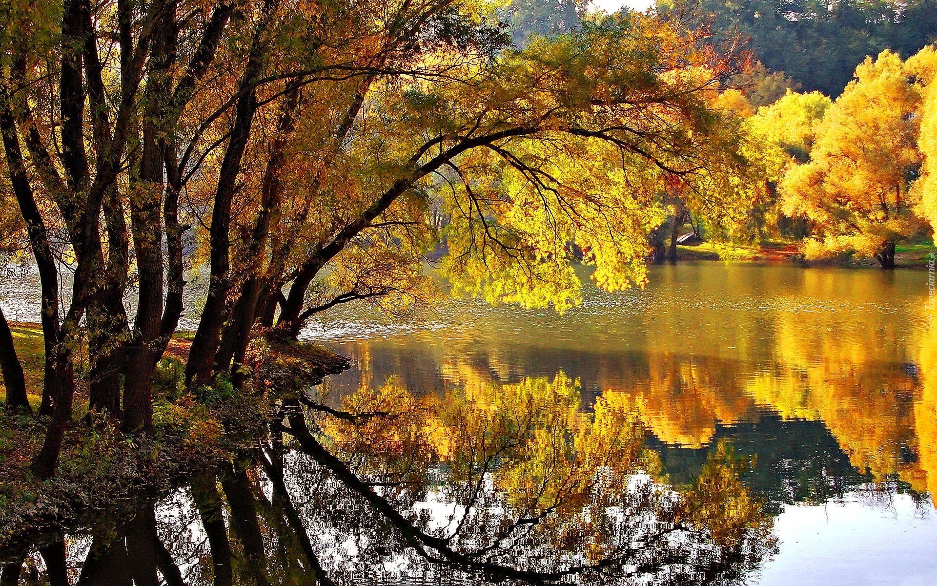 Jesień, Rzeka, Pochylone, Drzewo