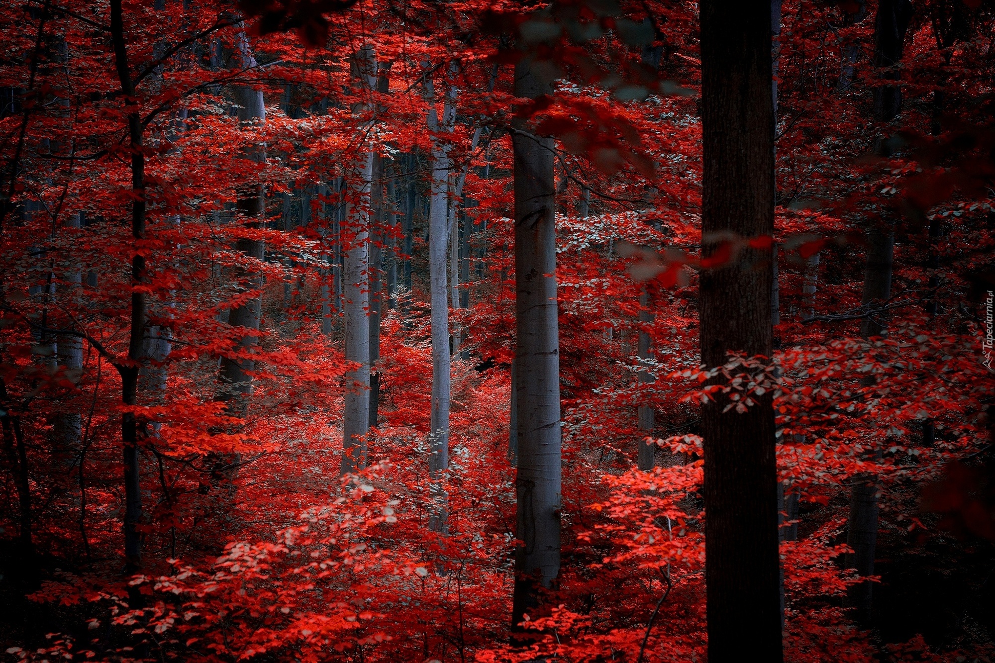 Las, Drzewa, Czerwone, Liście, Jesień