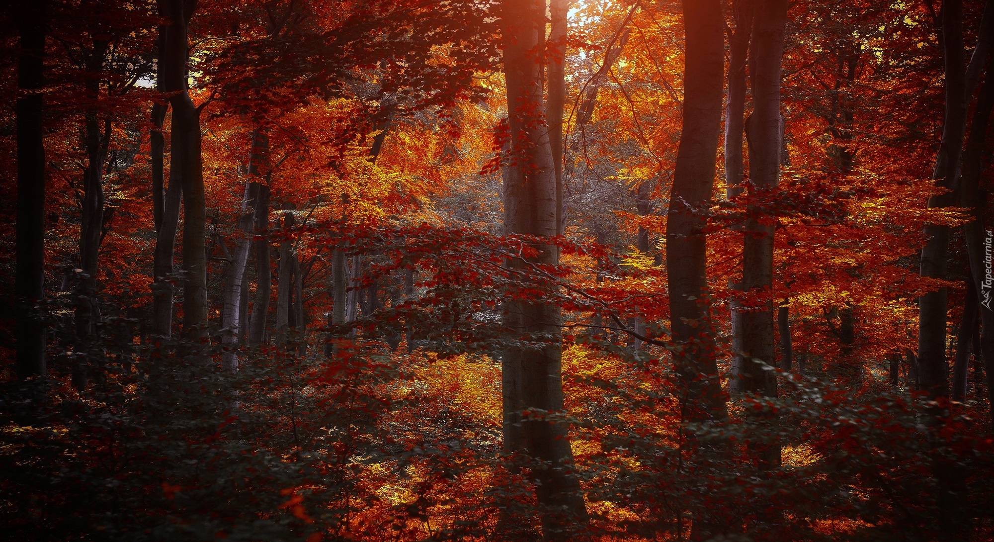 Las, Kolorowe, Liście, Przebijające, Światło, Jesień