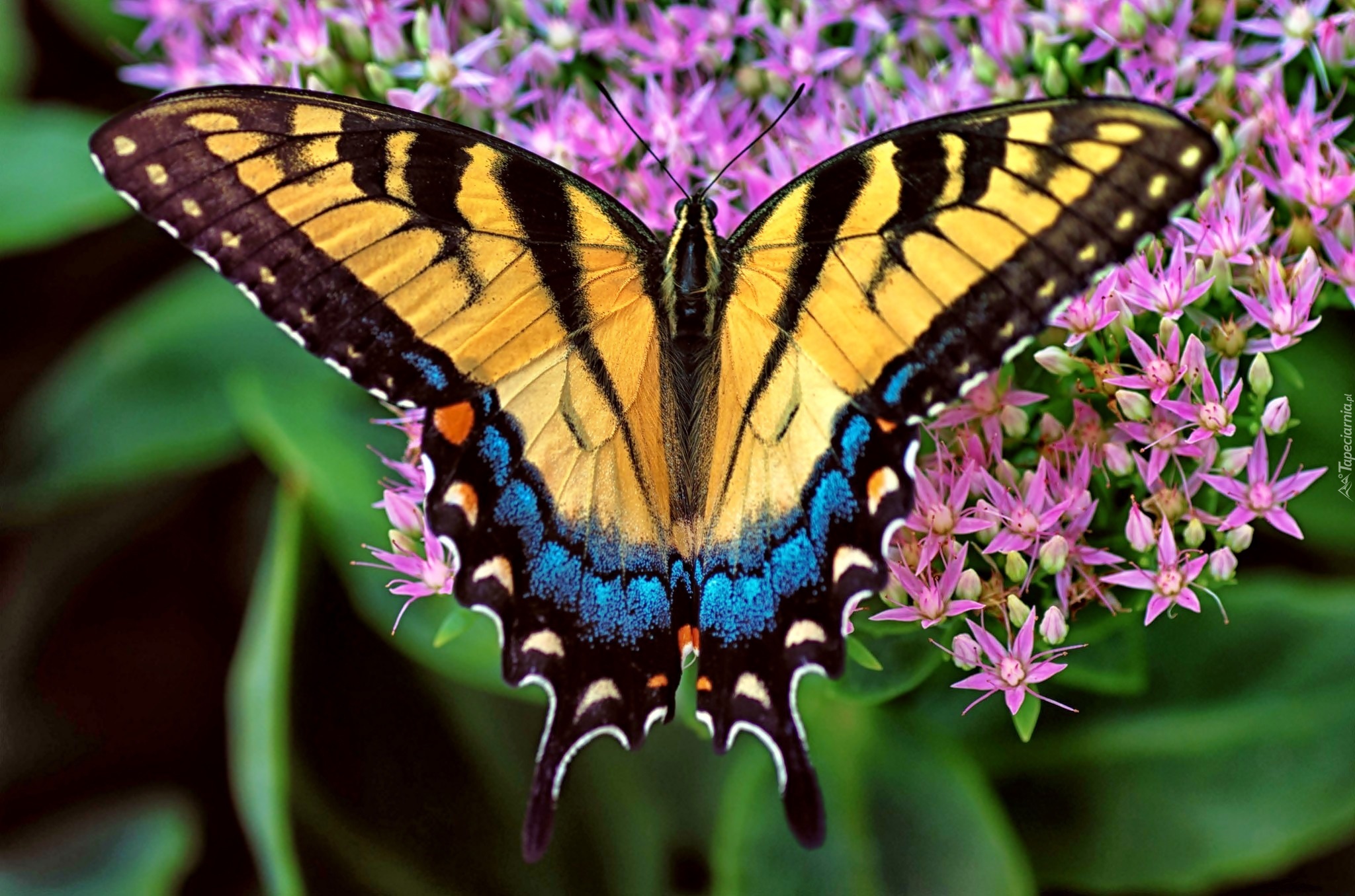 Motyl, Purpurowe, Kwiatki