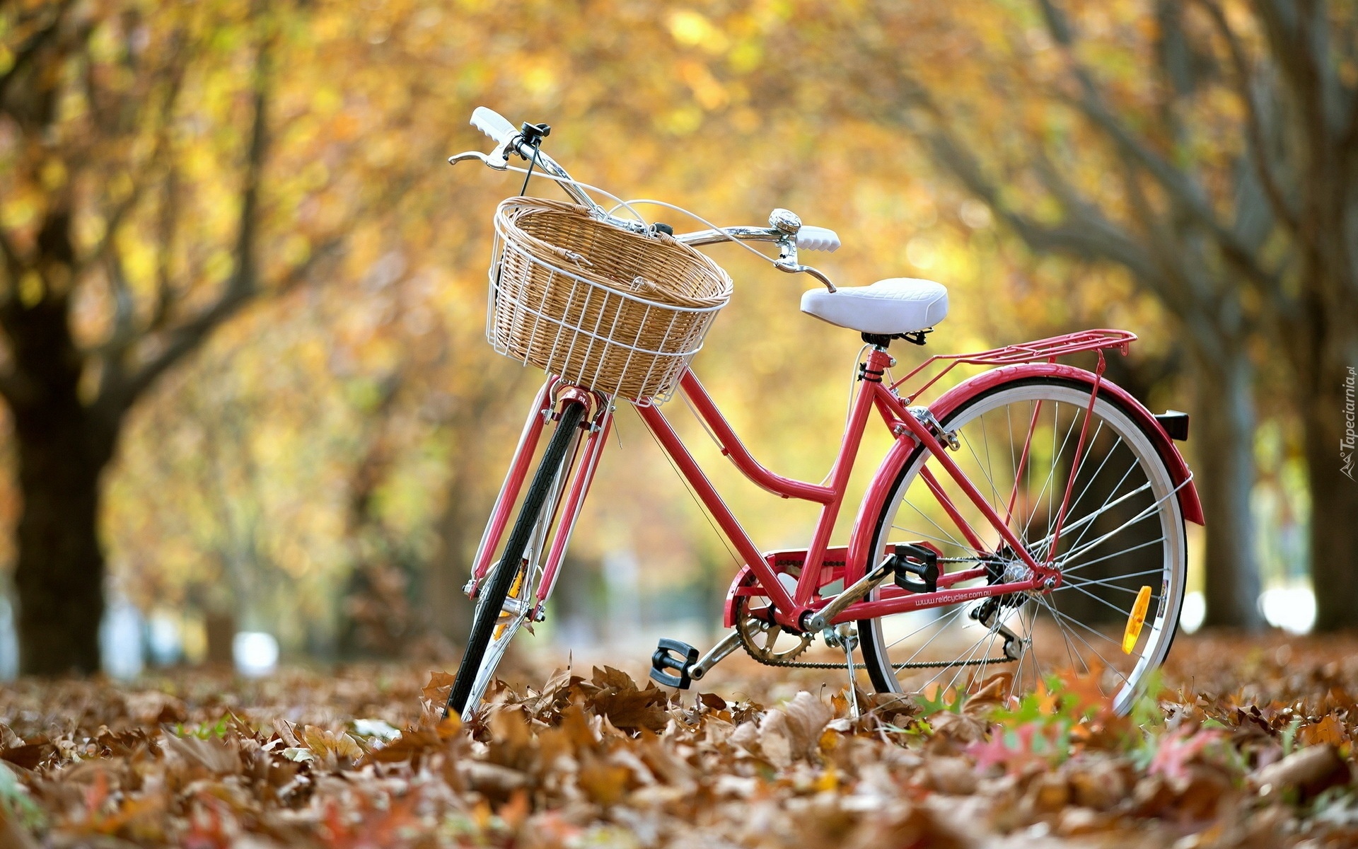 Rower, Park, Liście, Jesień
