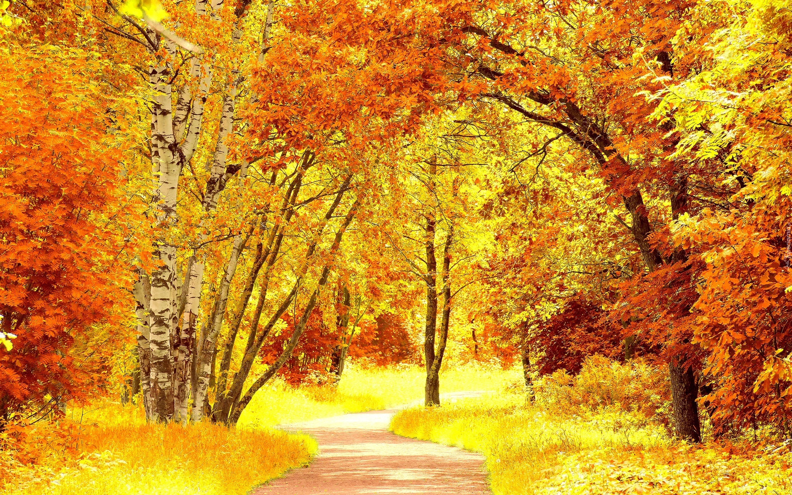 Park, Alejka, Kolorowe, Drzewa, Jesień