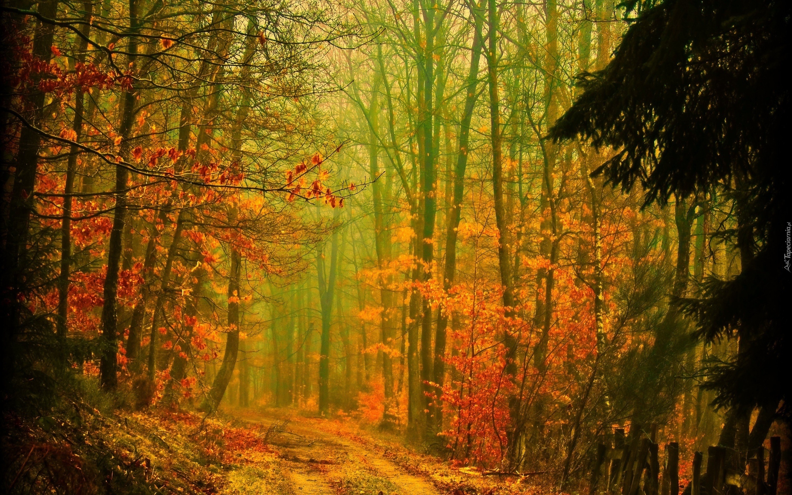 Las, Droga, Przebijające, Światło, Jesień