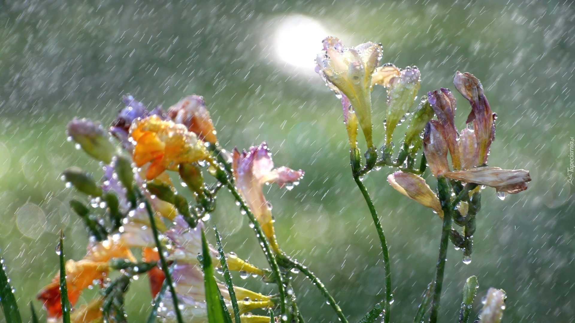Kwiaty, Deszcz