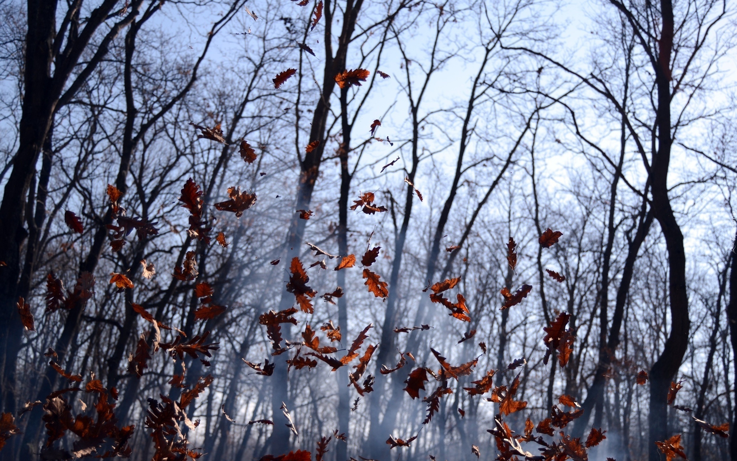 Las, Opadające, Liście, Mgła, Jesień